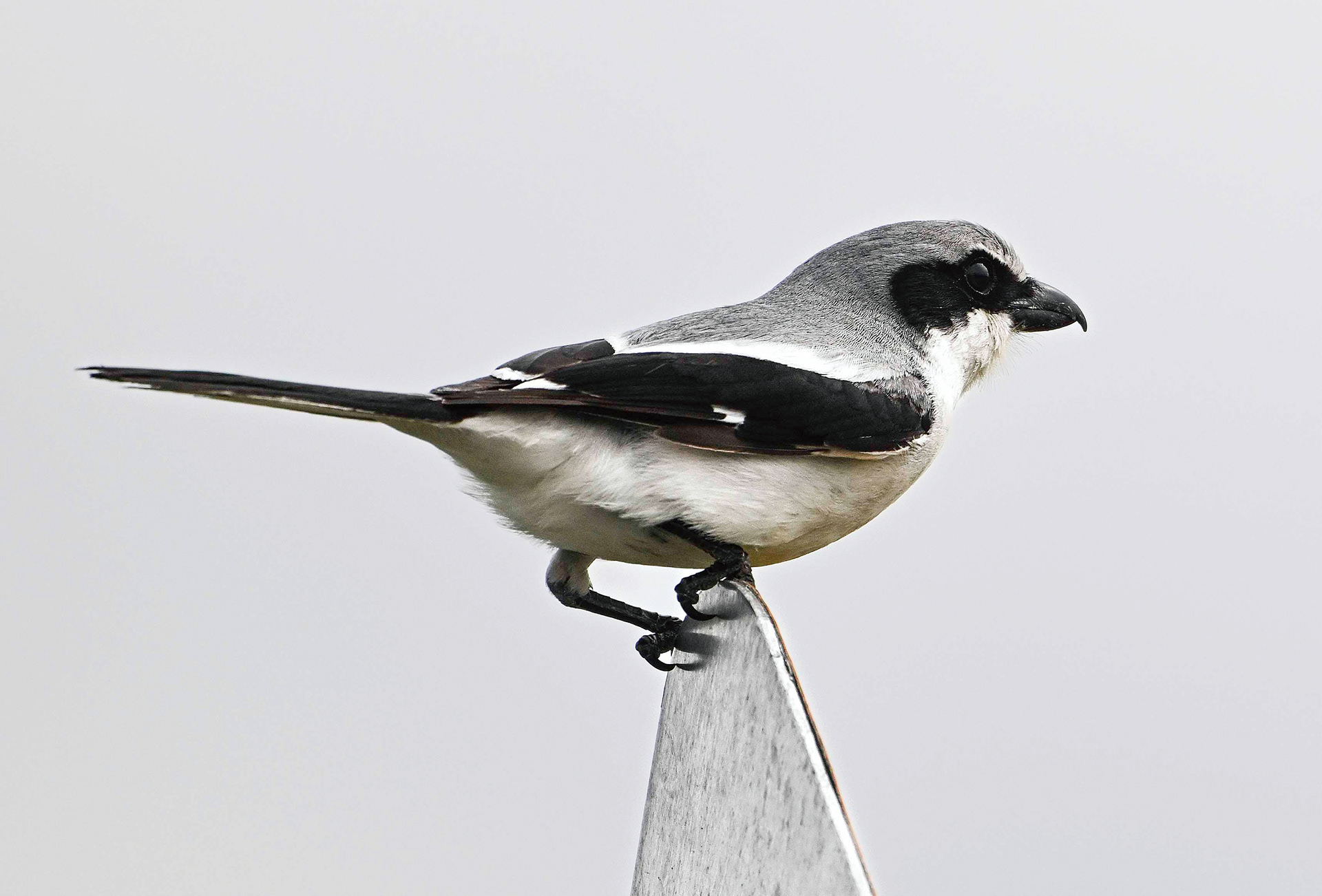 Loggerhead Shrike