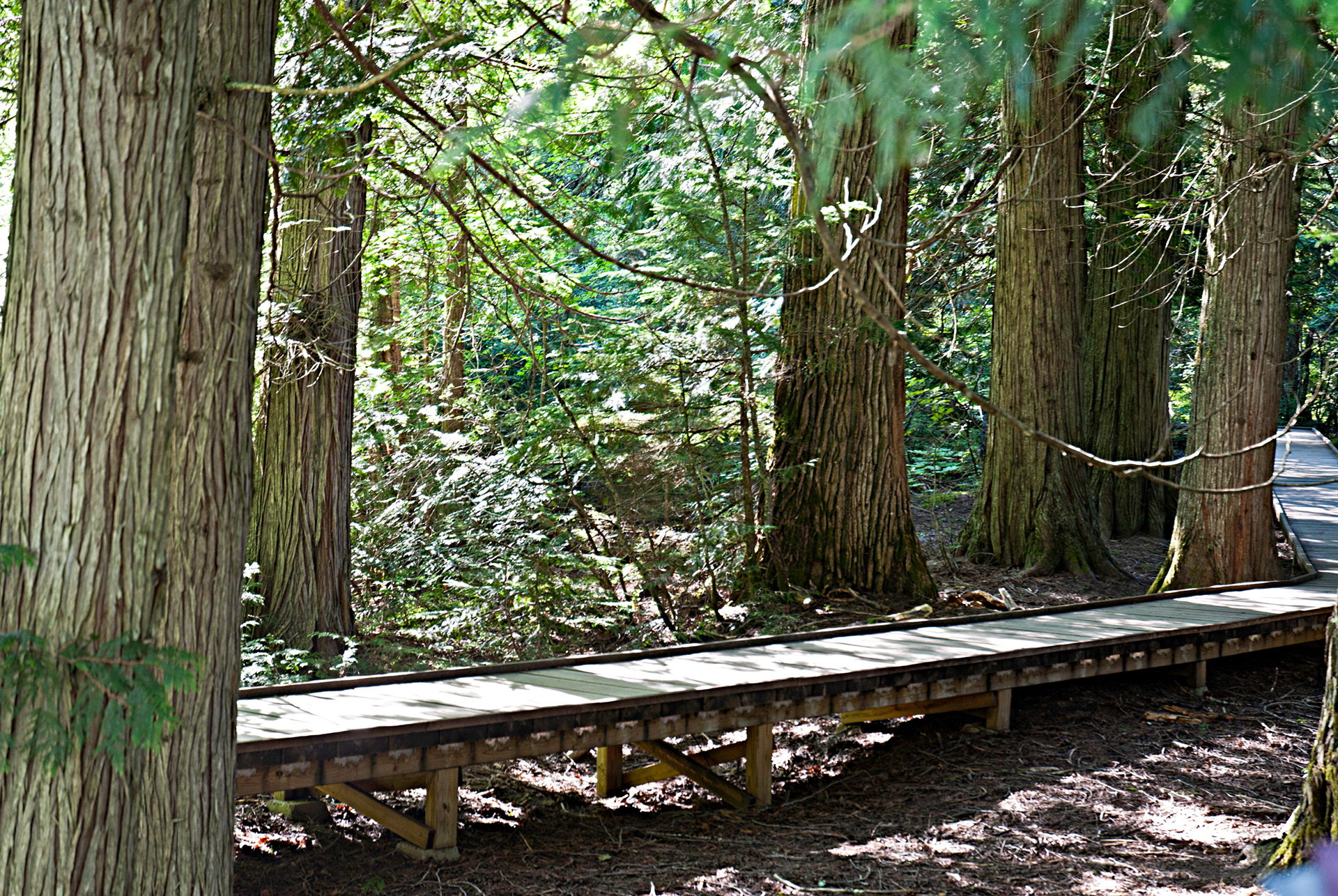 Cedar Forest