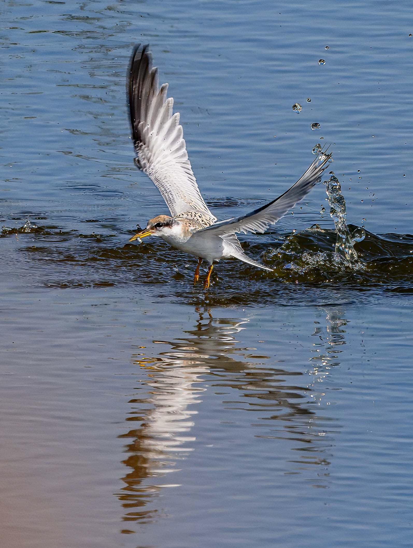 Yellow-billed Tern
