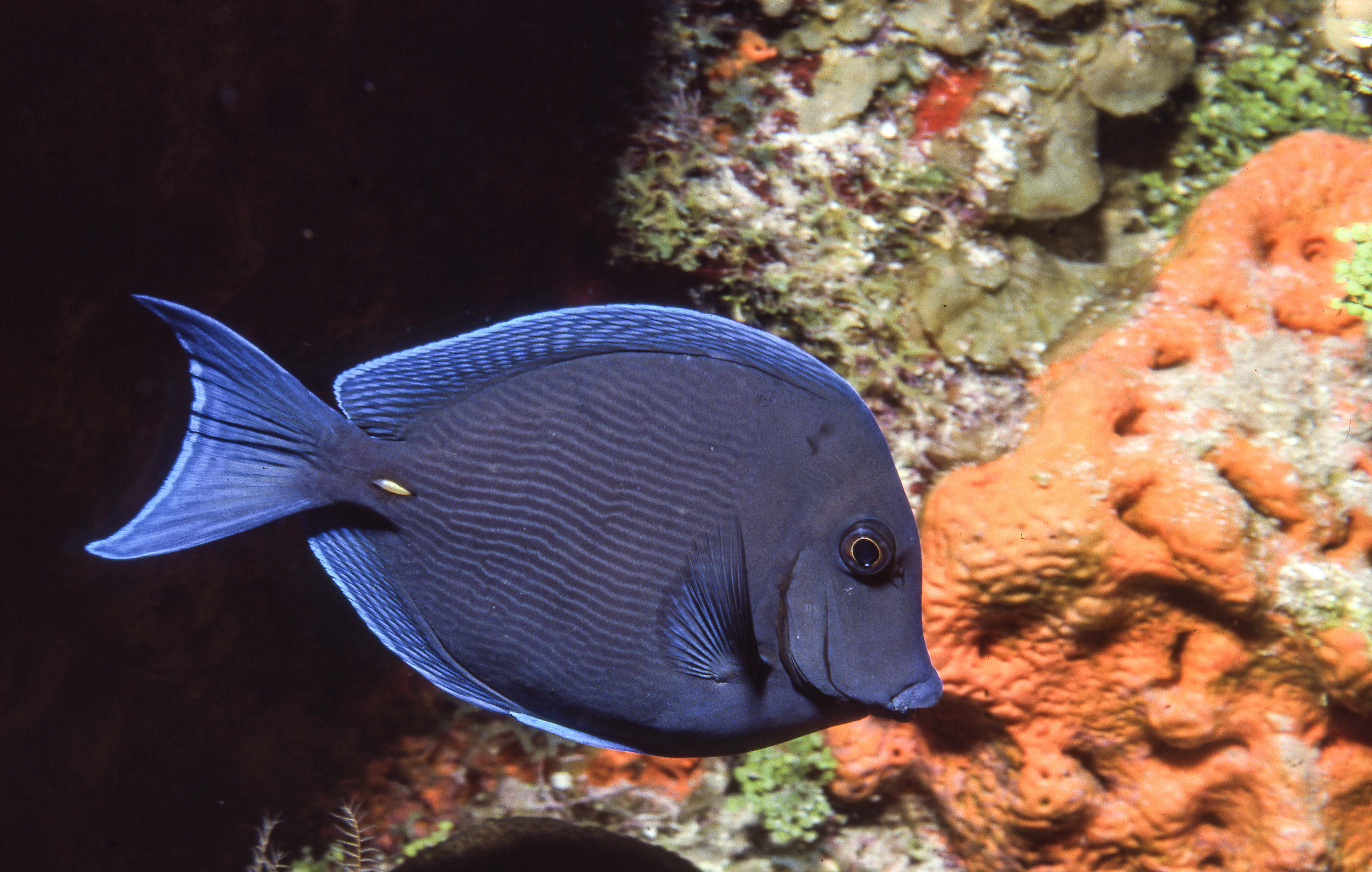 Atlantic Blue Tang