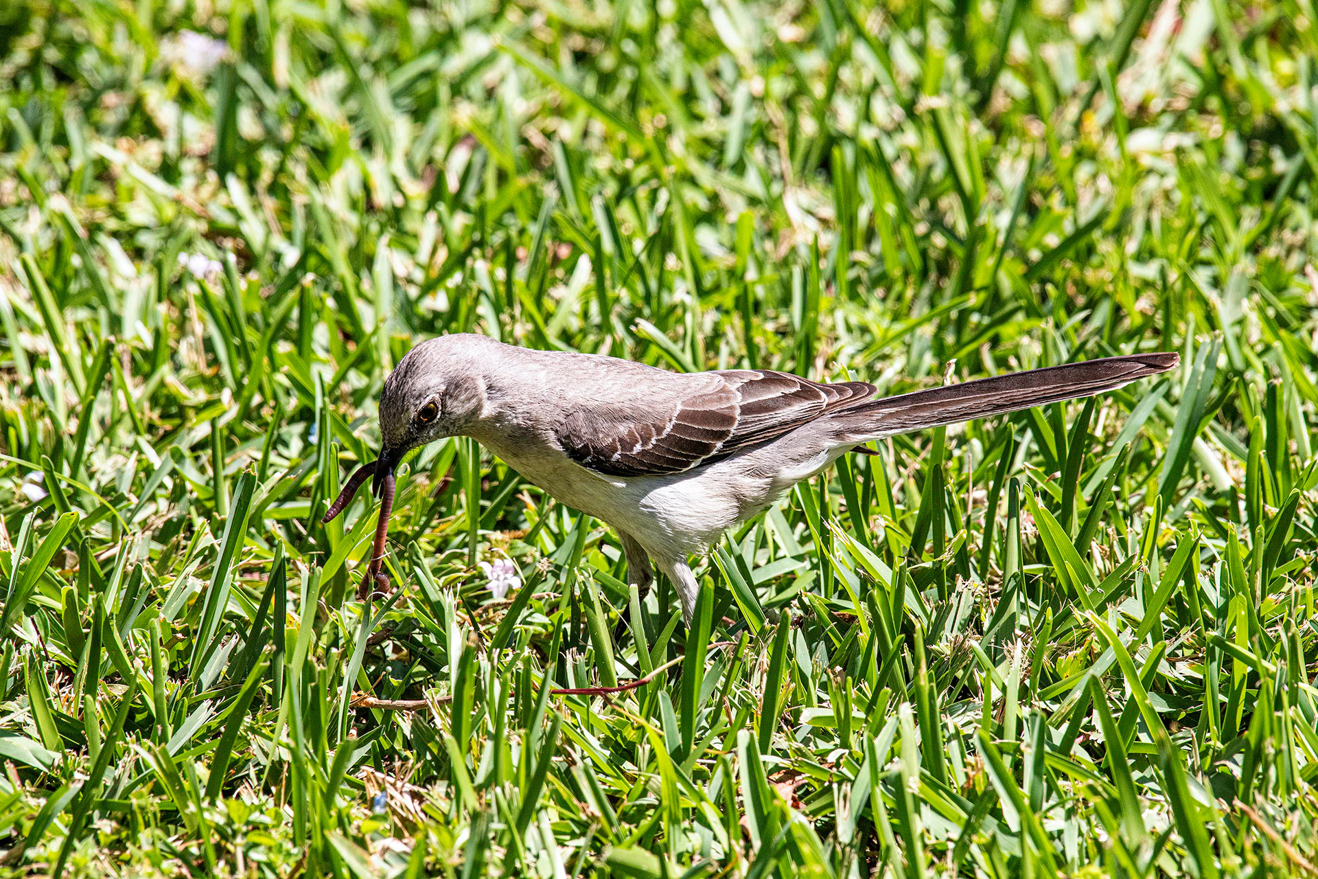 Northern Mocking Bird with Dinner