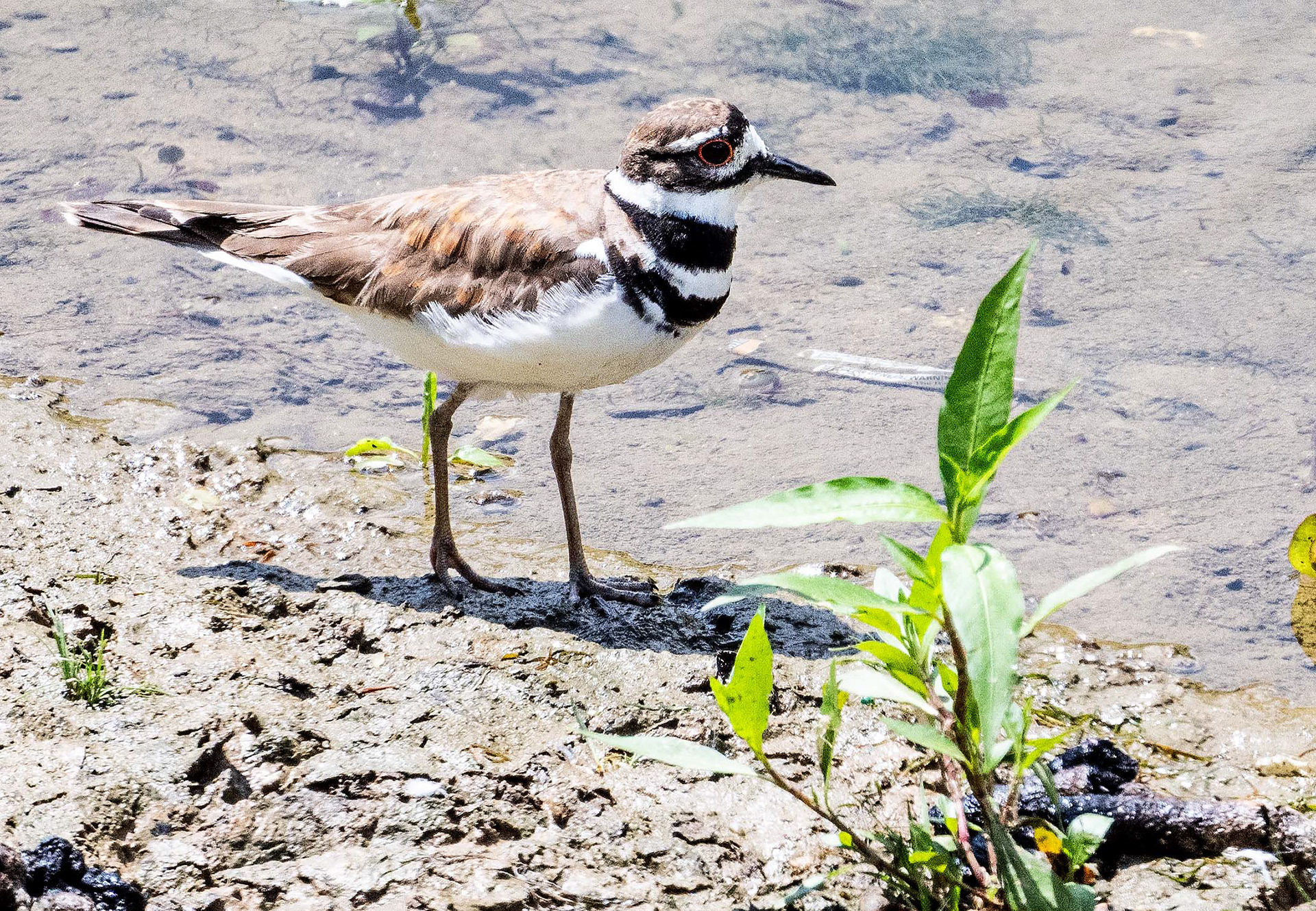 Killdeer