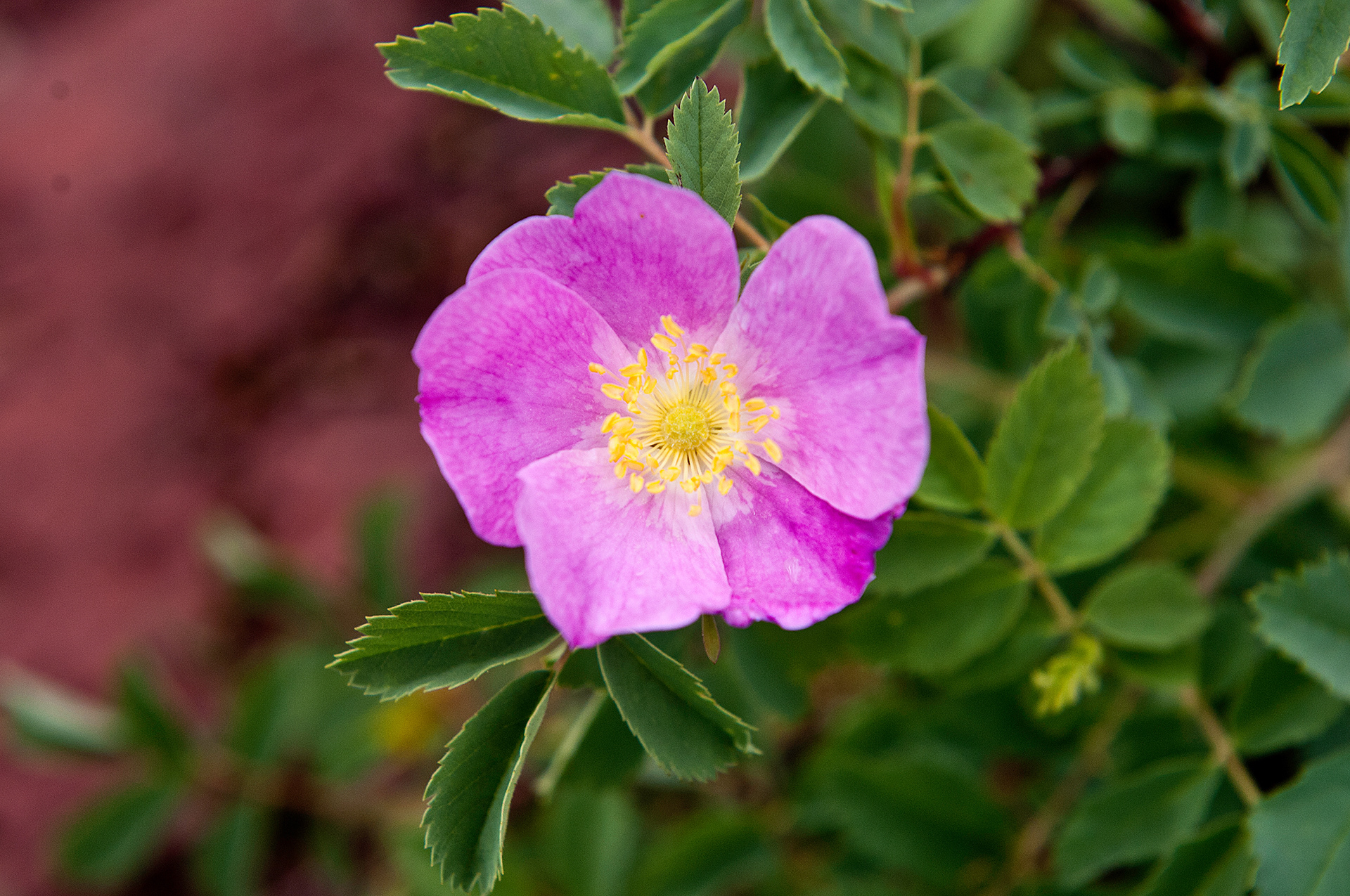 Wood's Rose (Rosa woodsii)