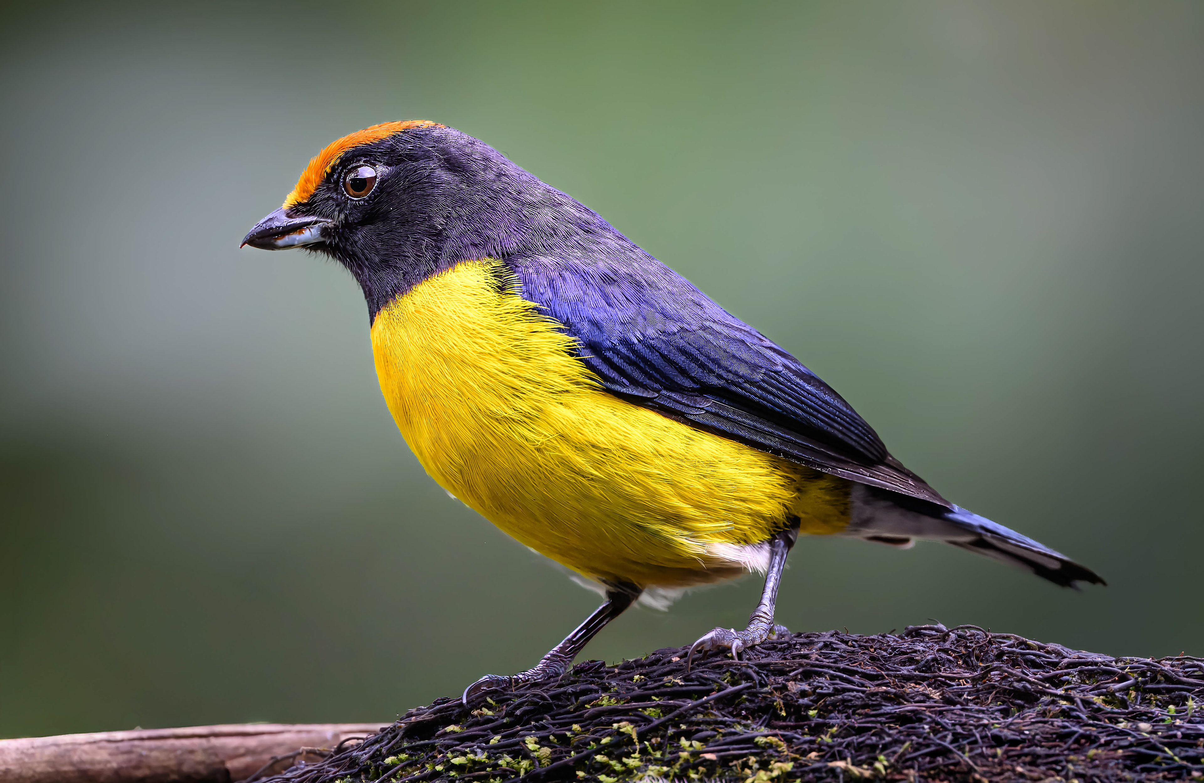 Tawney-capped Euphonia