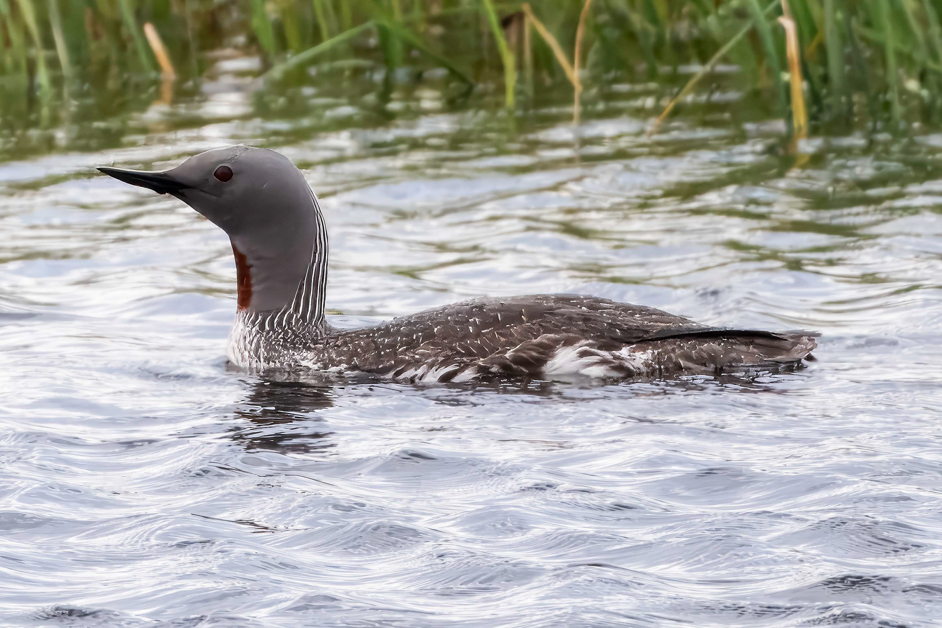 Red Throated Diver (Loon)