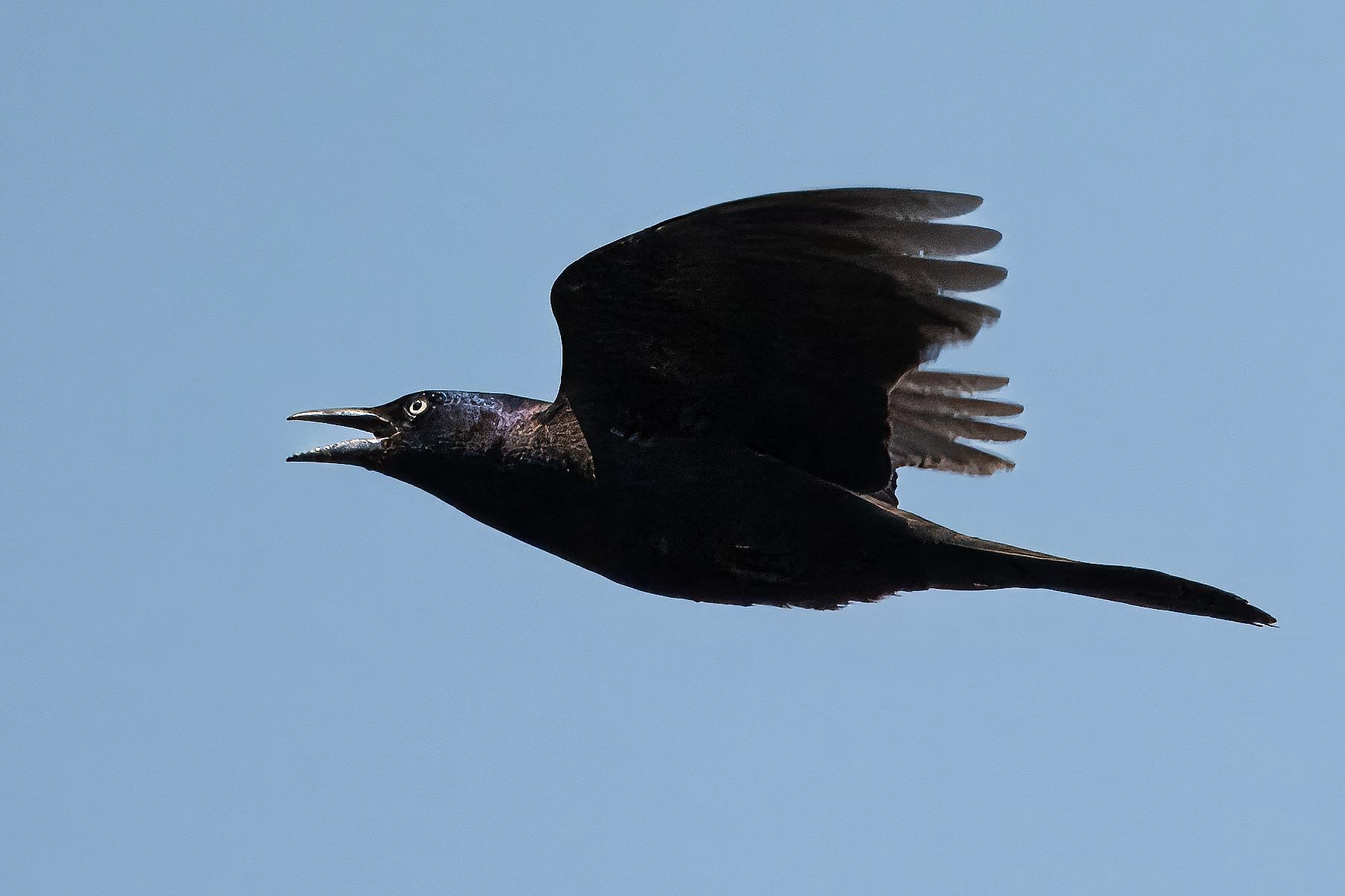 Common Grackle