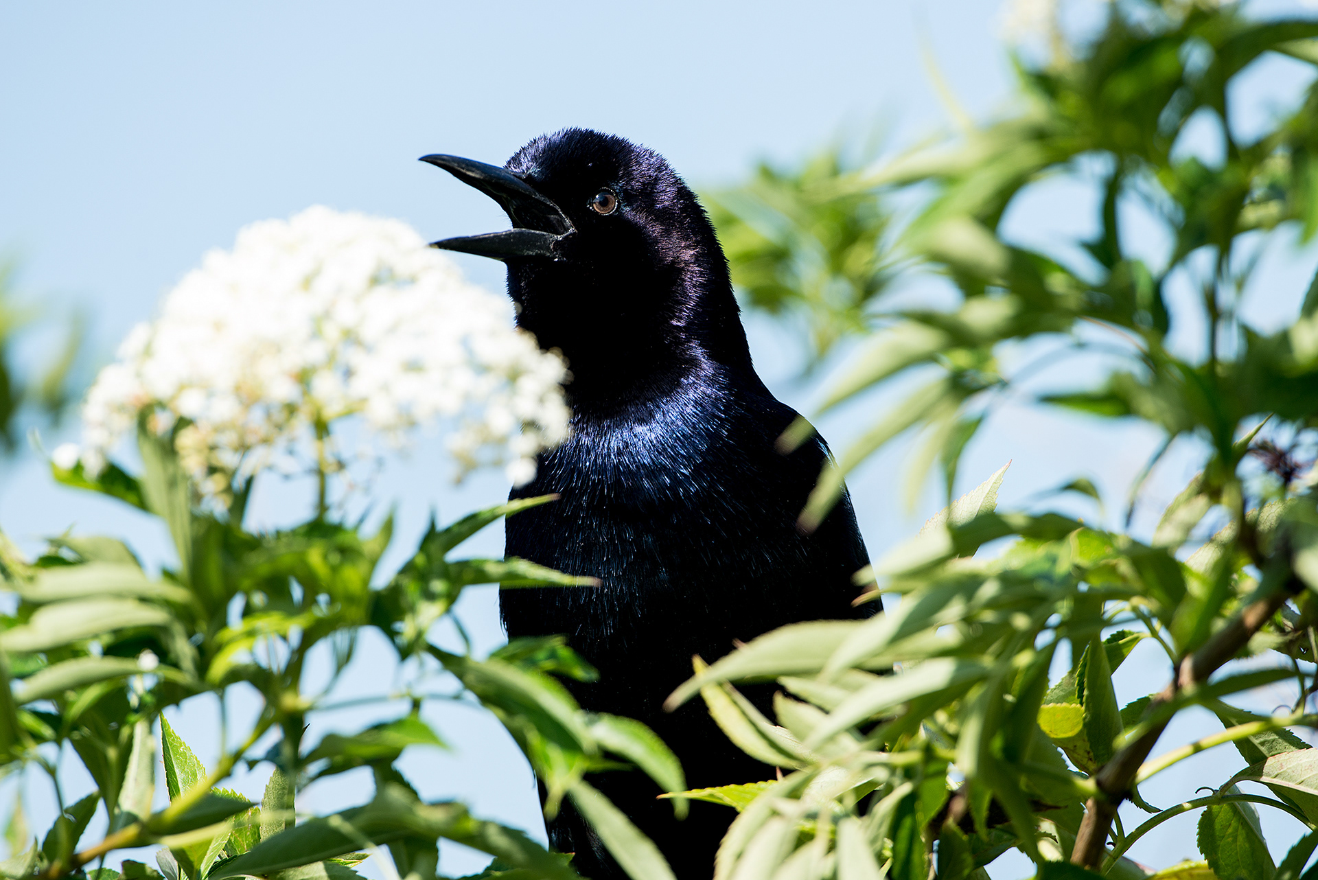 Boat-tailed Grackle