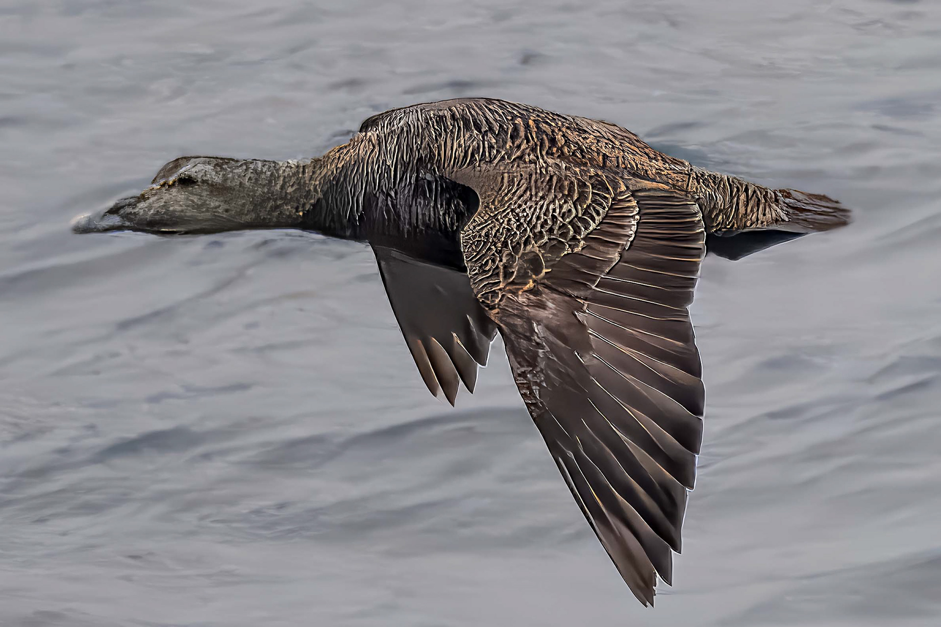 Common Eider (Female)