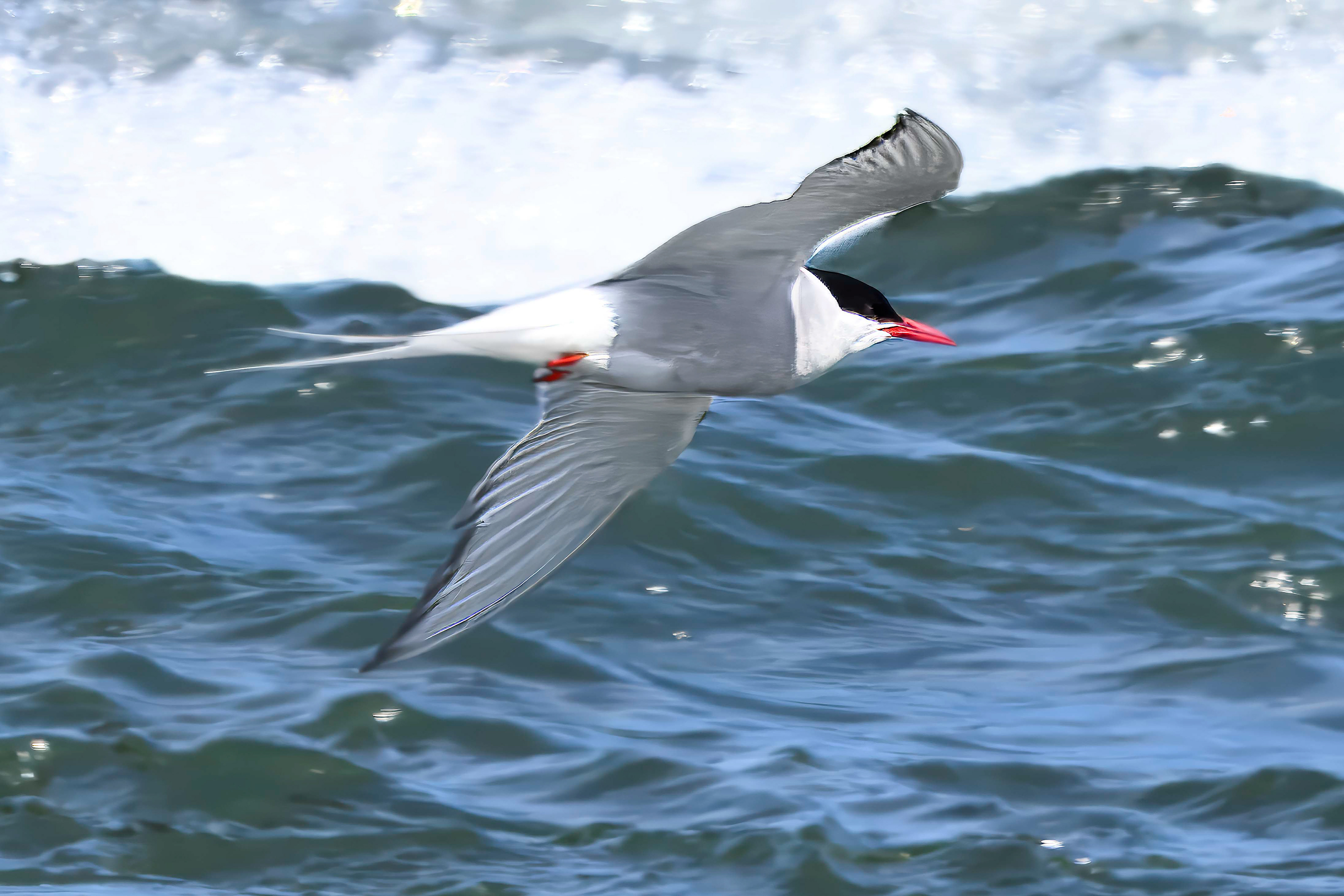 Arctic Tern