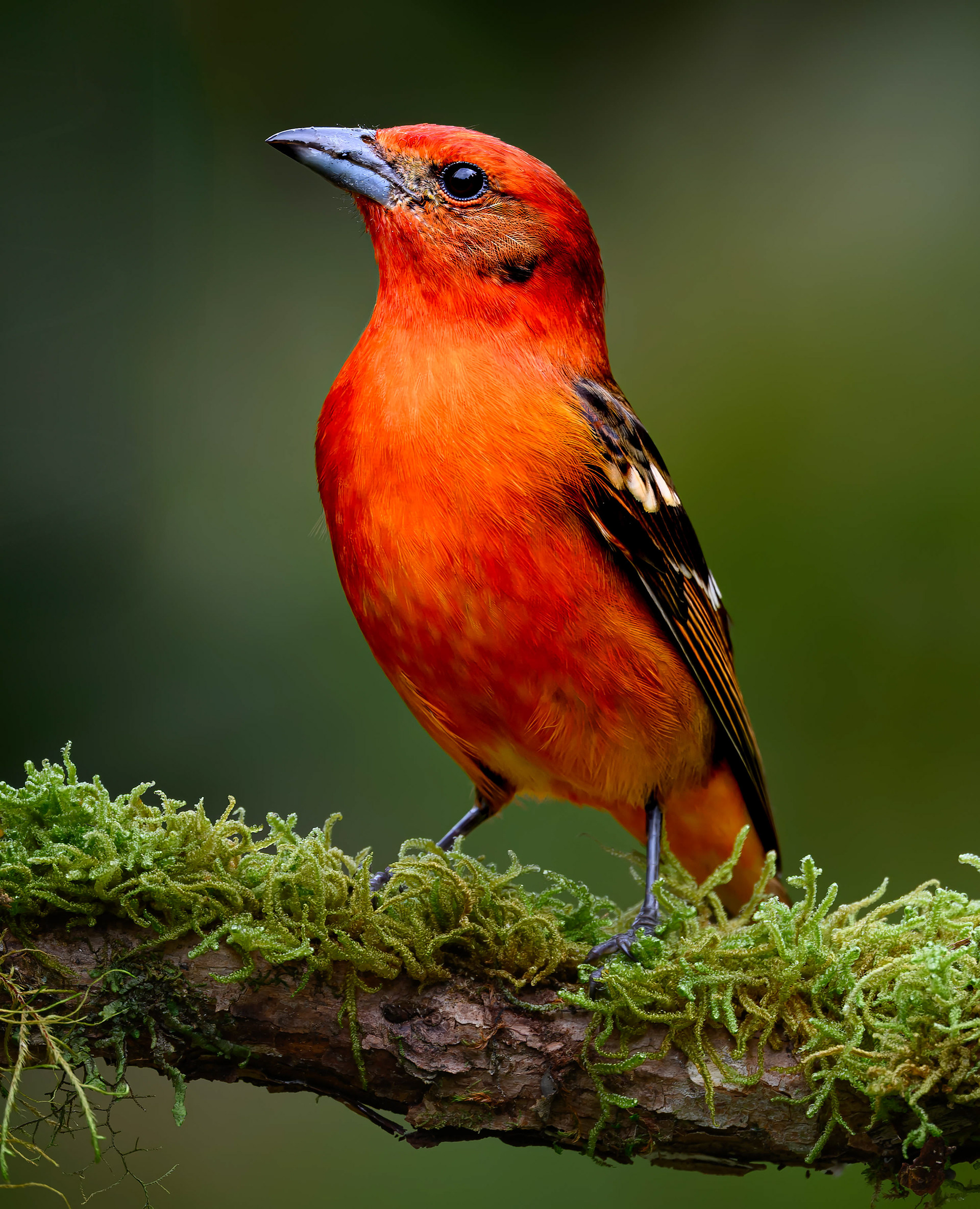 Flame-colored Tanager