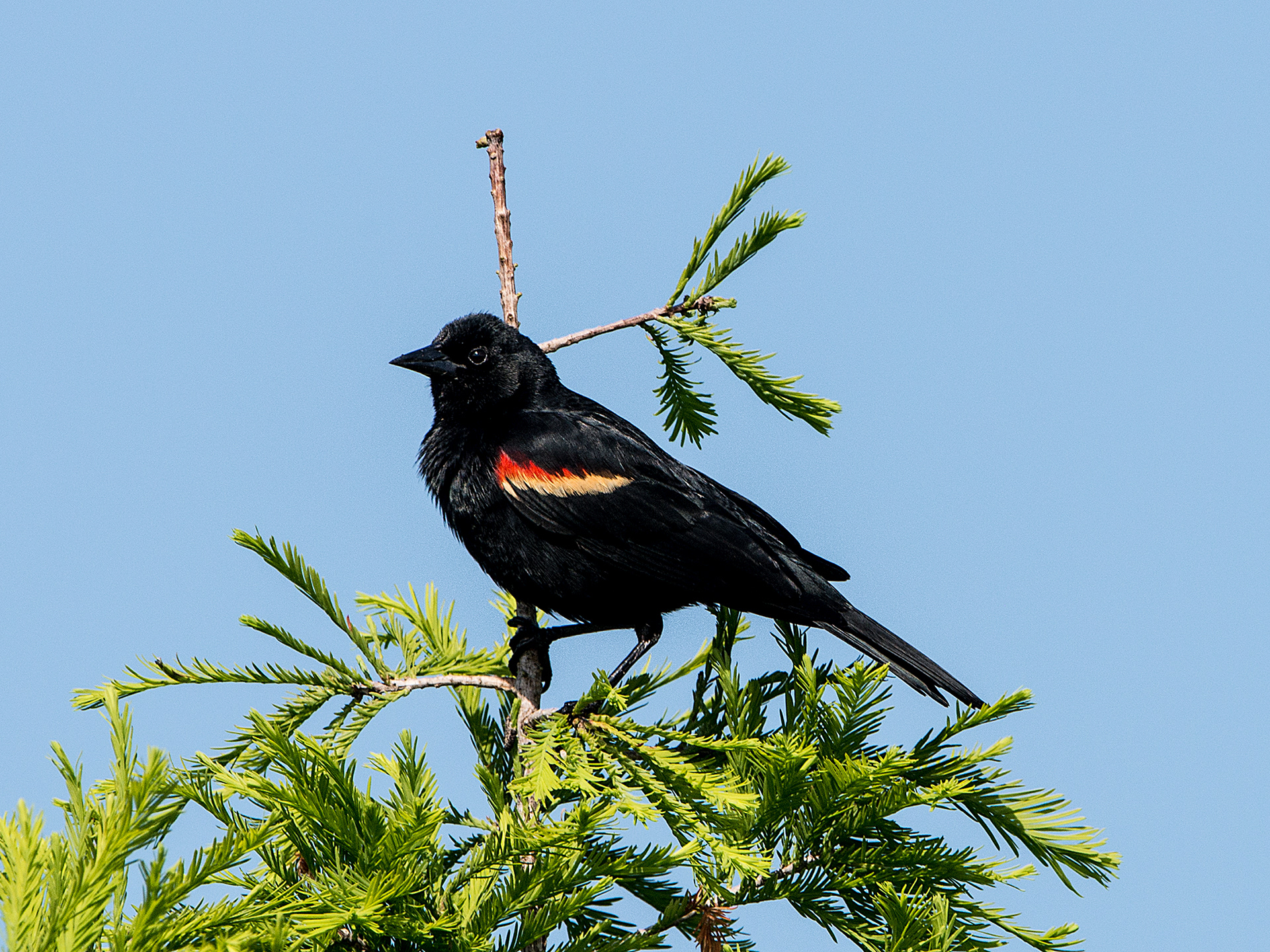 Red-Winged Blackbird