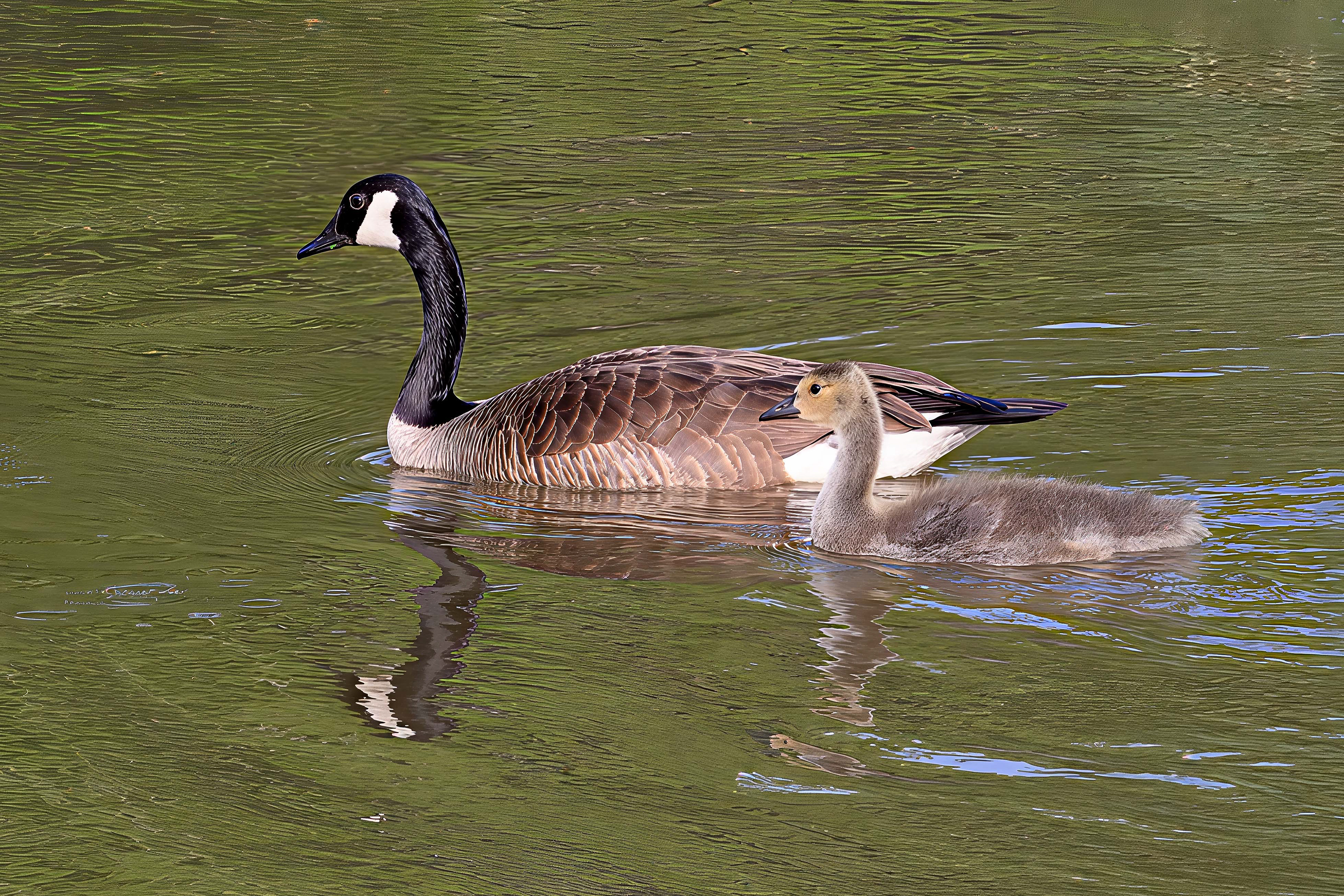 Canada Goose