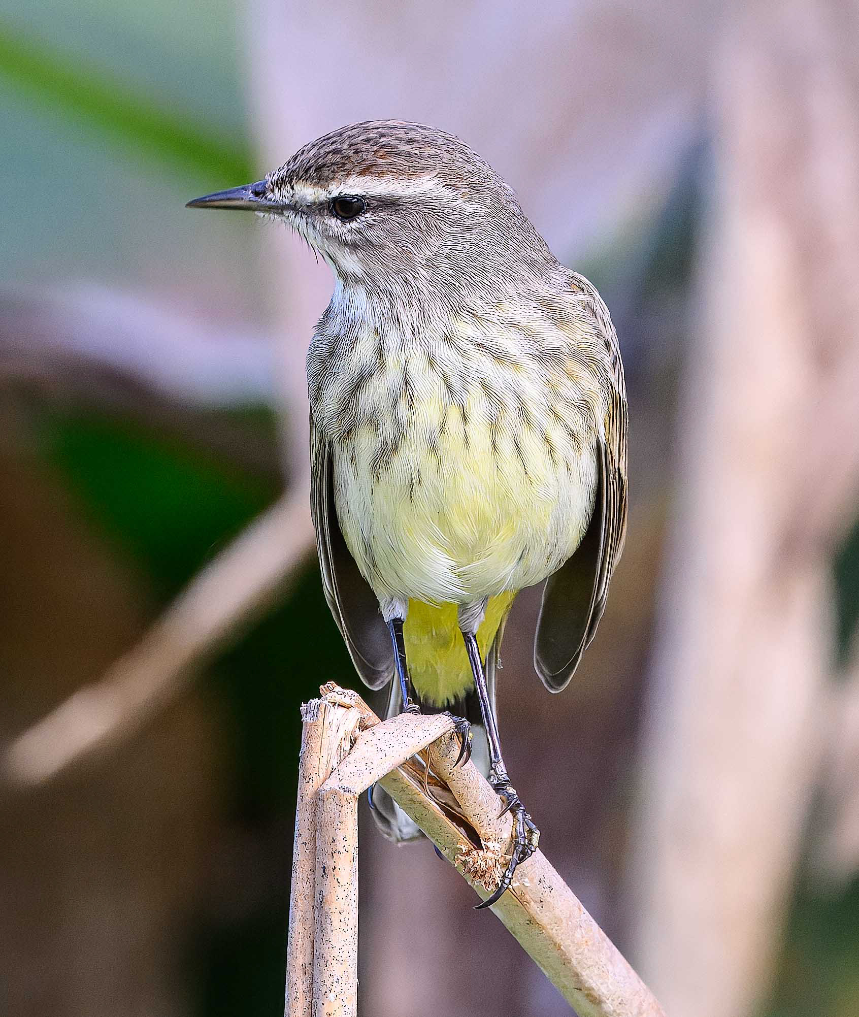 Palm Warbler