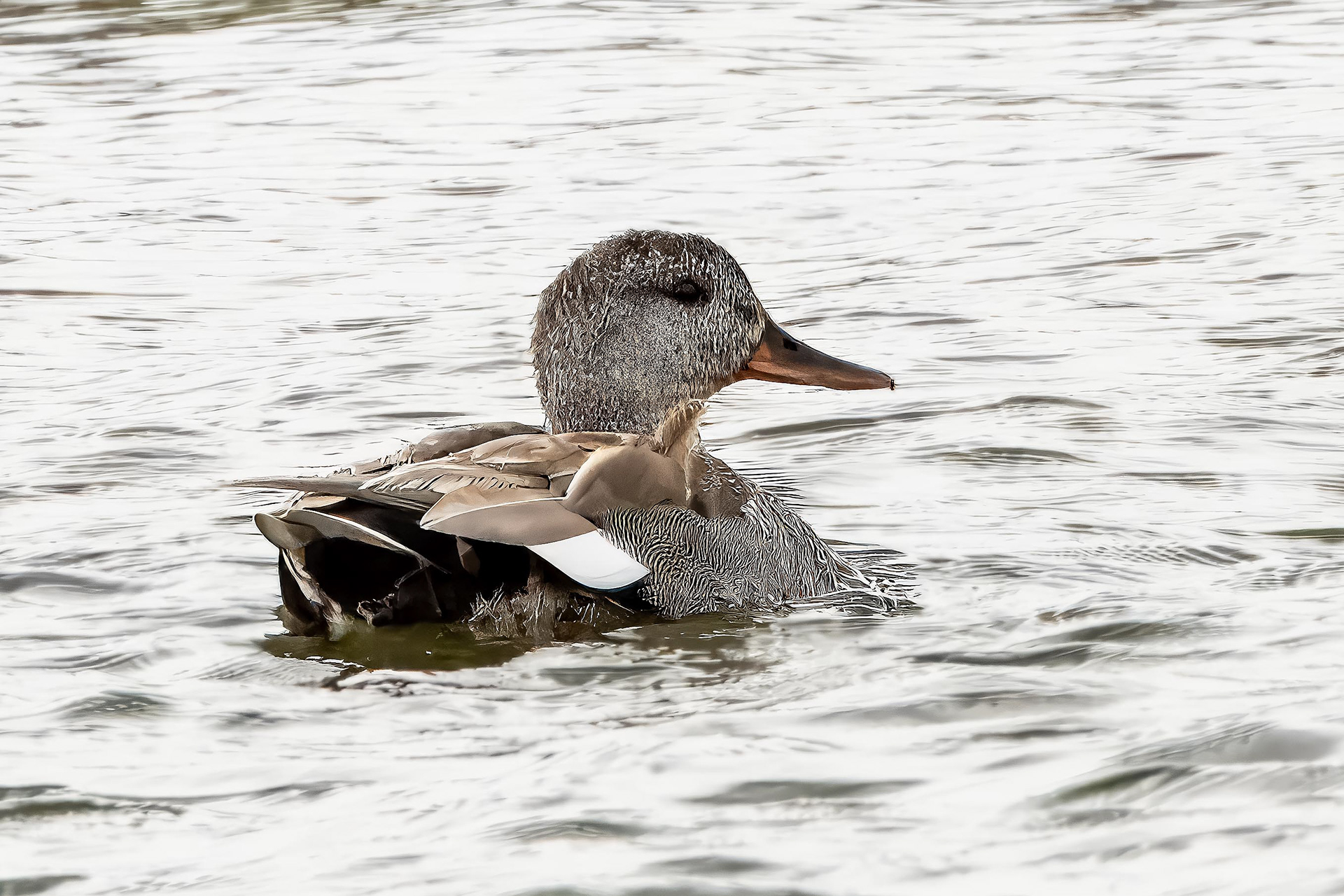 Gadwall