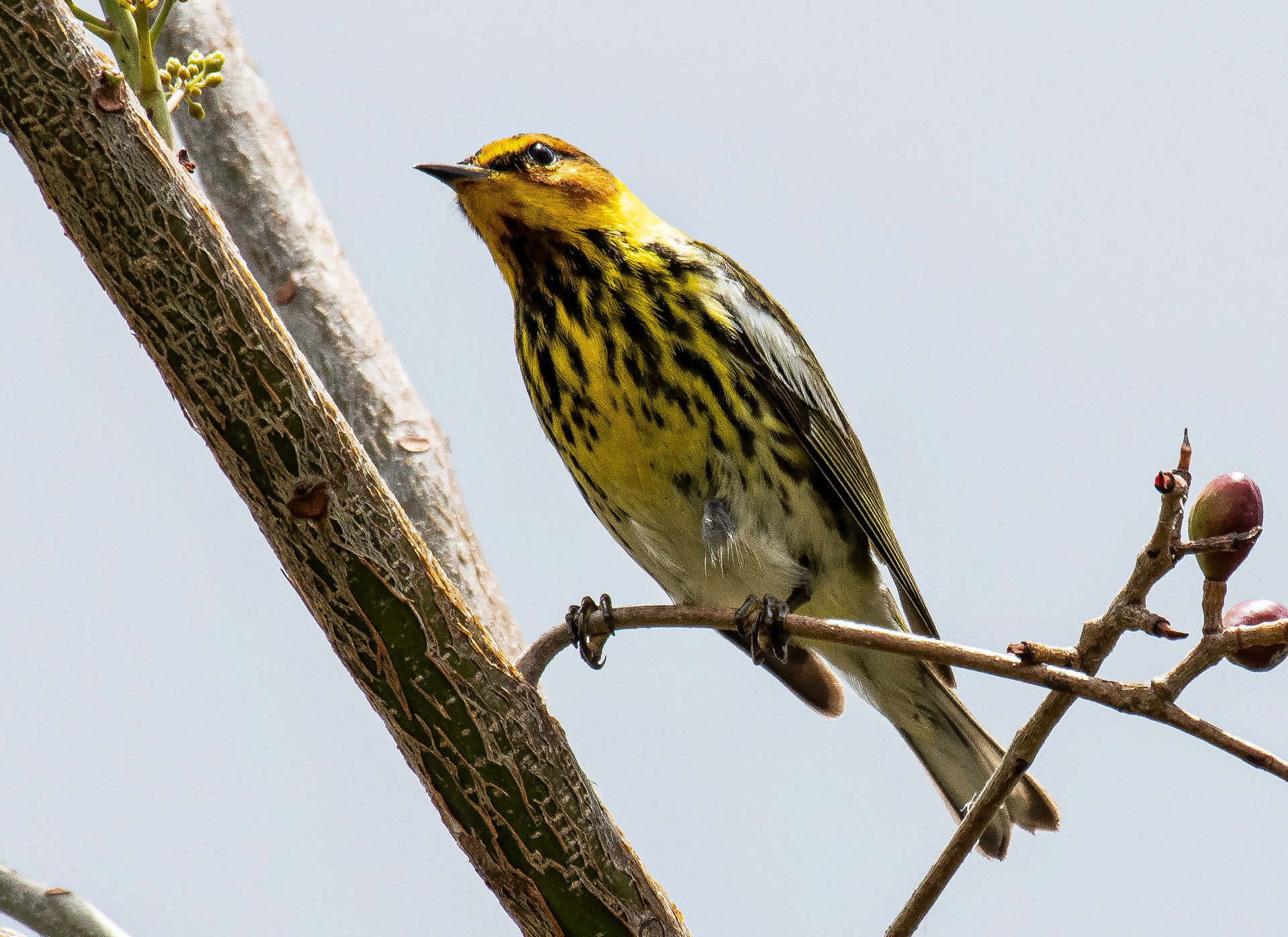 Cape May Warbler (Breeding Male)