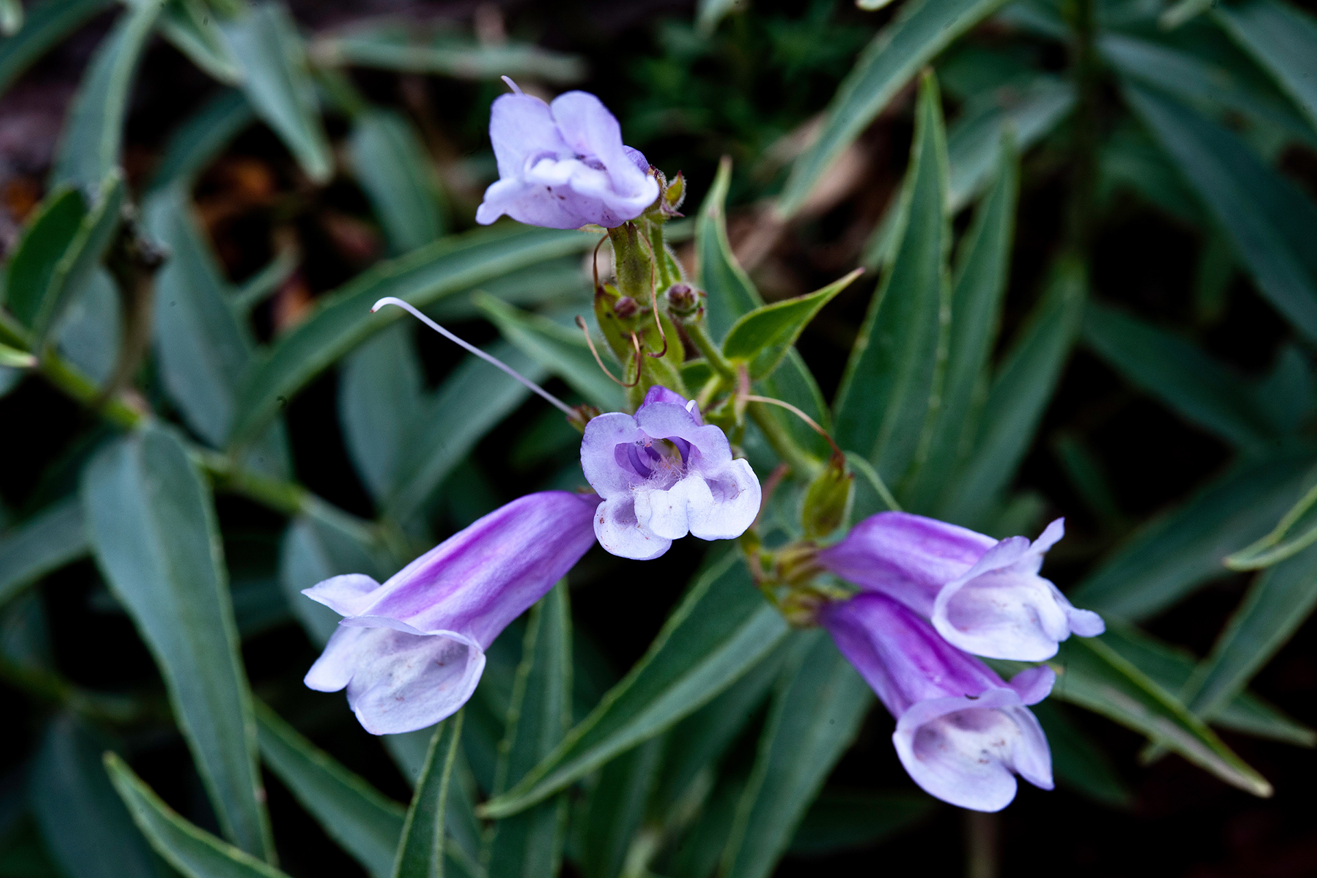 Lyall's Penstemon (Penstemon lyallii)