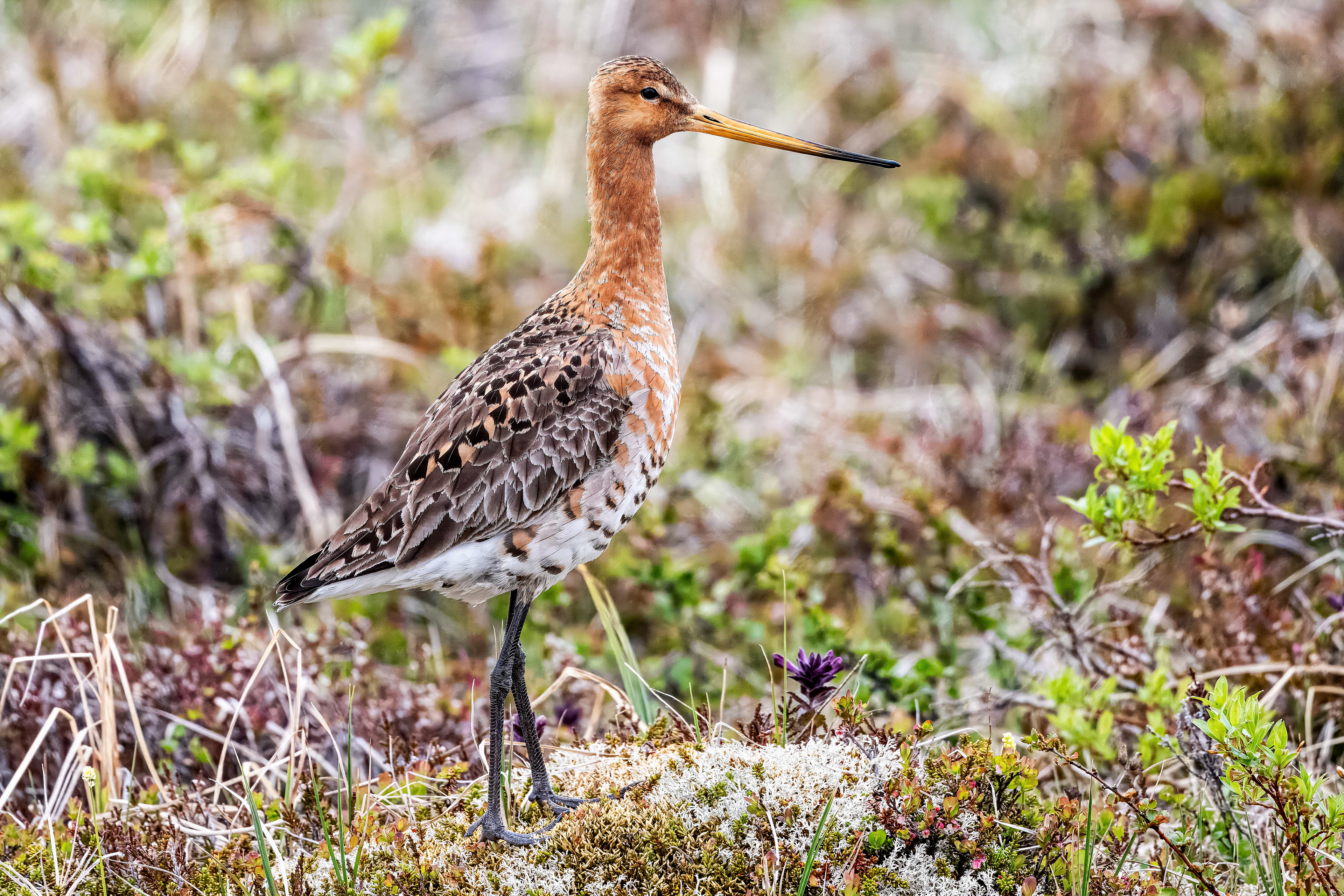 Black Tailed Godwit