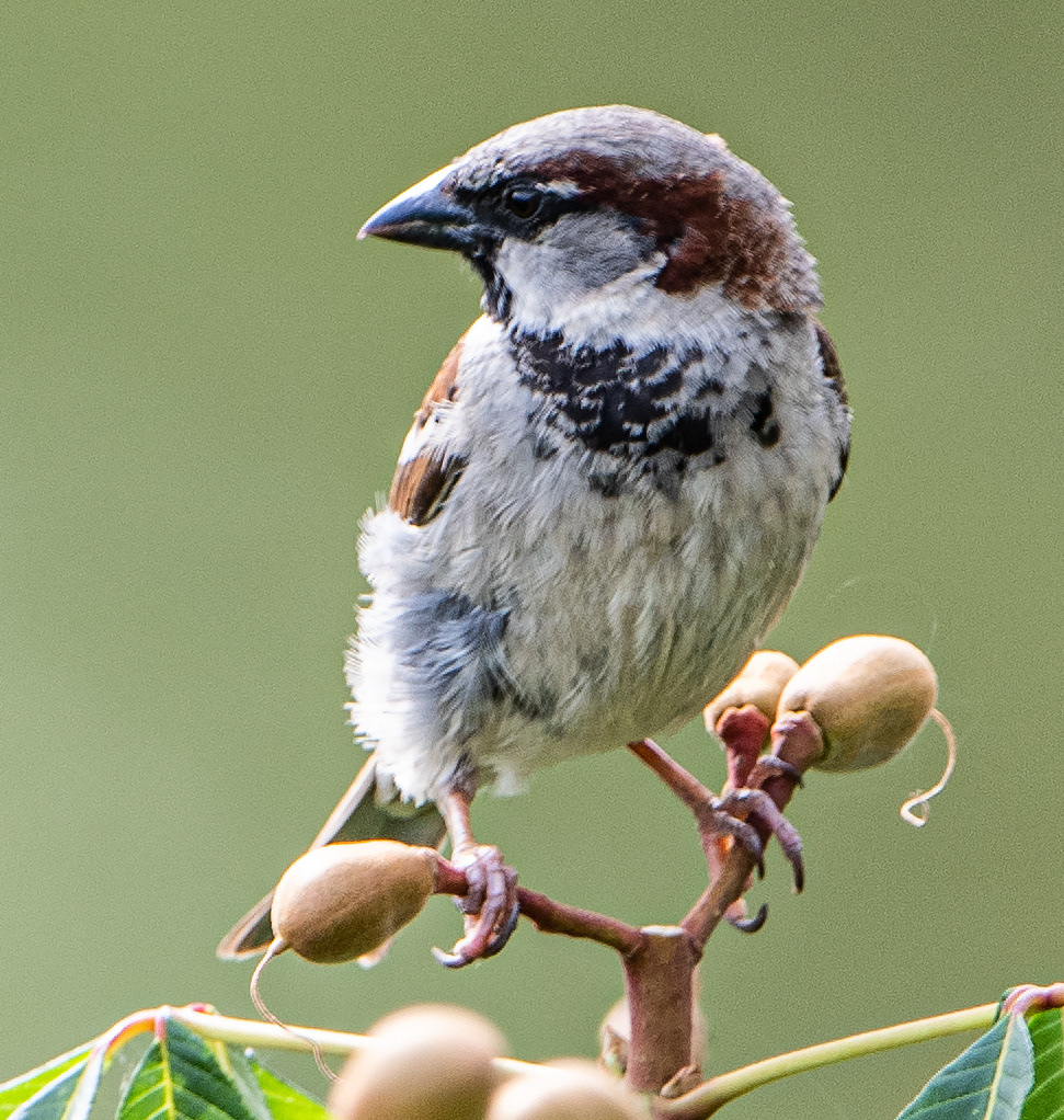 House Sparrow