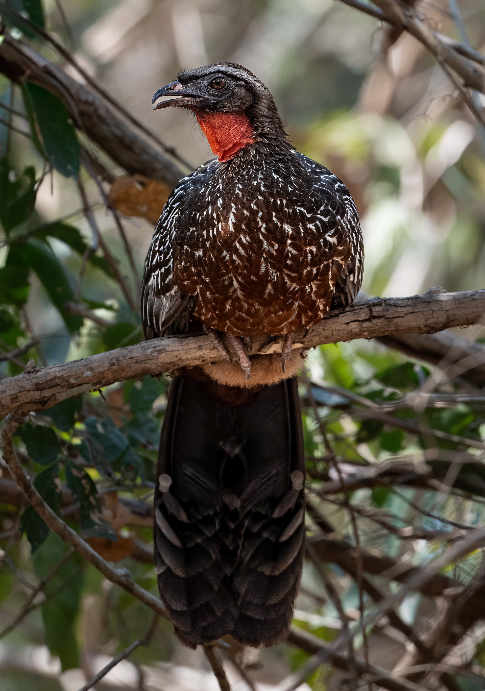 Chestnut-bellied Guan