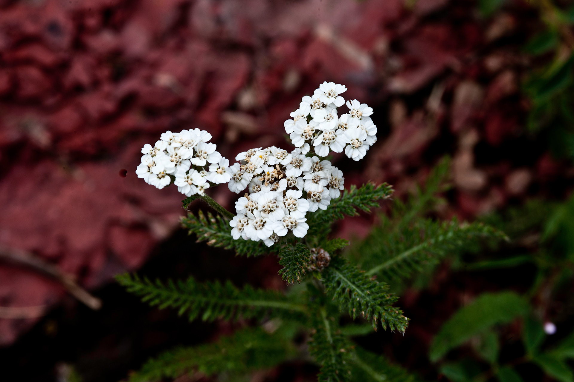 Yarrow (Achillea millefolium)