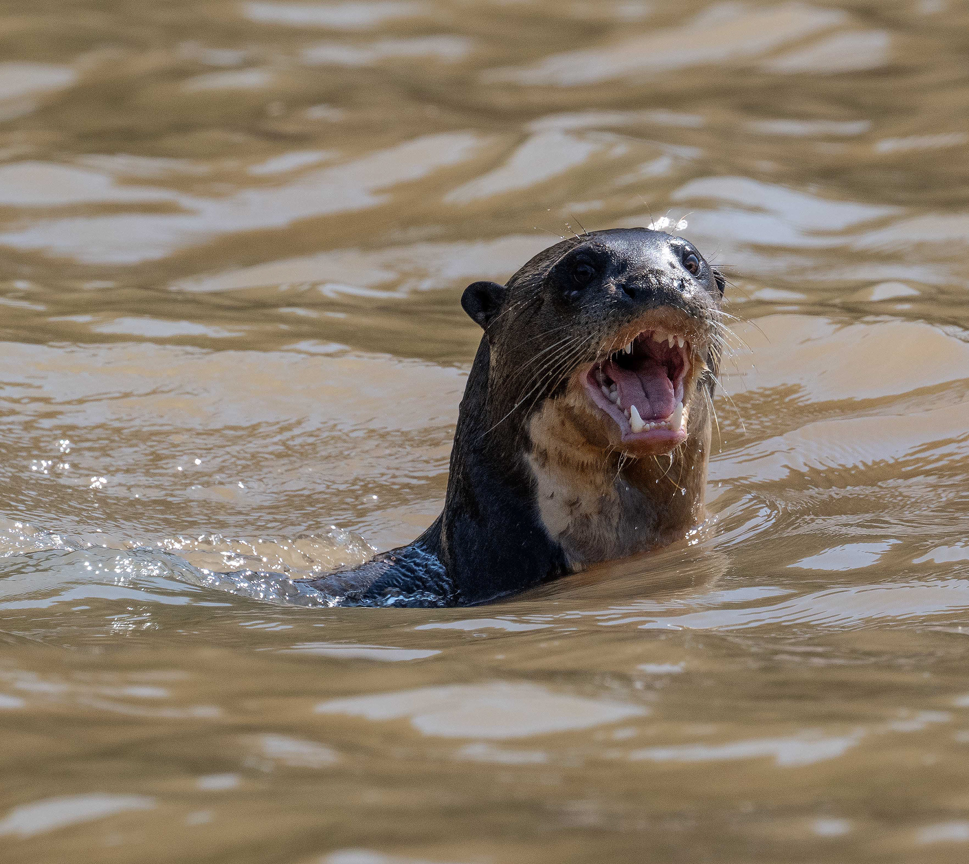 Giant River Otter