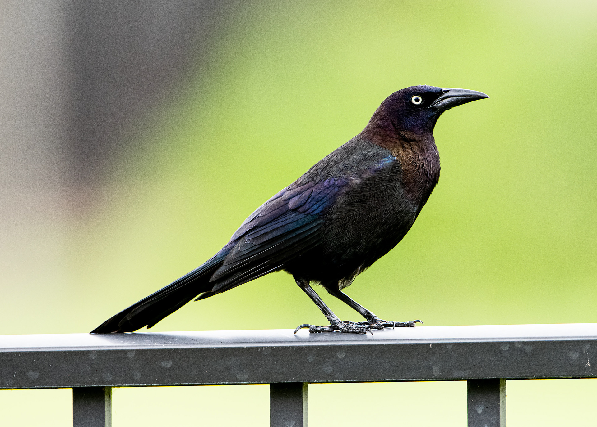 Brewer's Blackbird