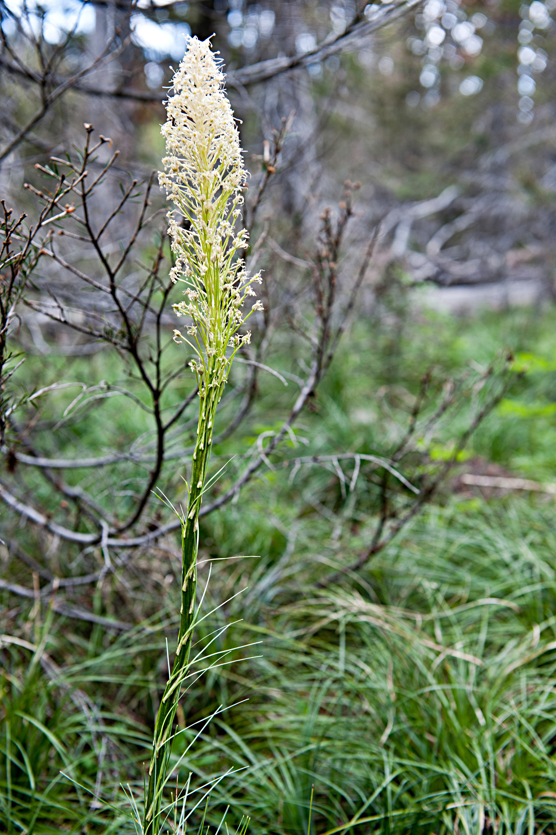Beargrass (Xerophyllum tenax)
