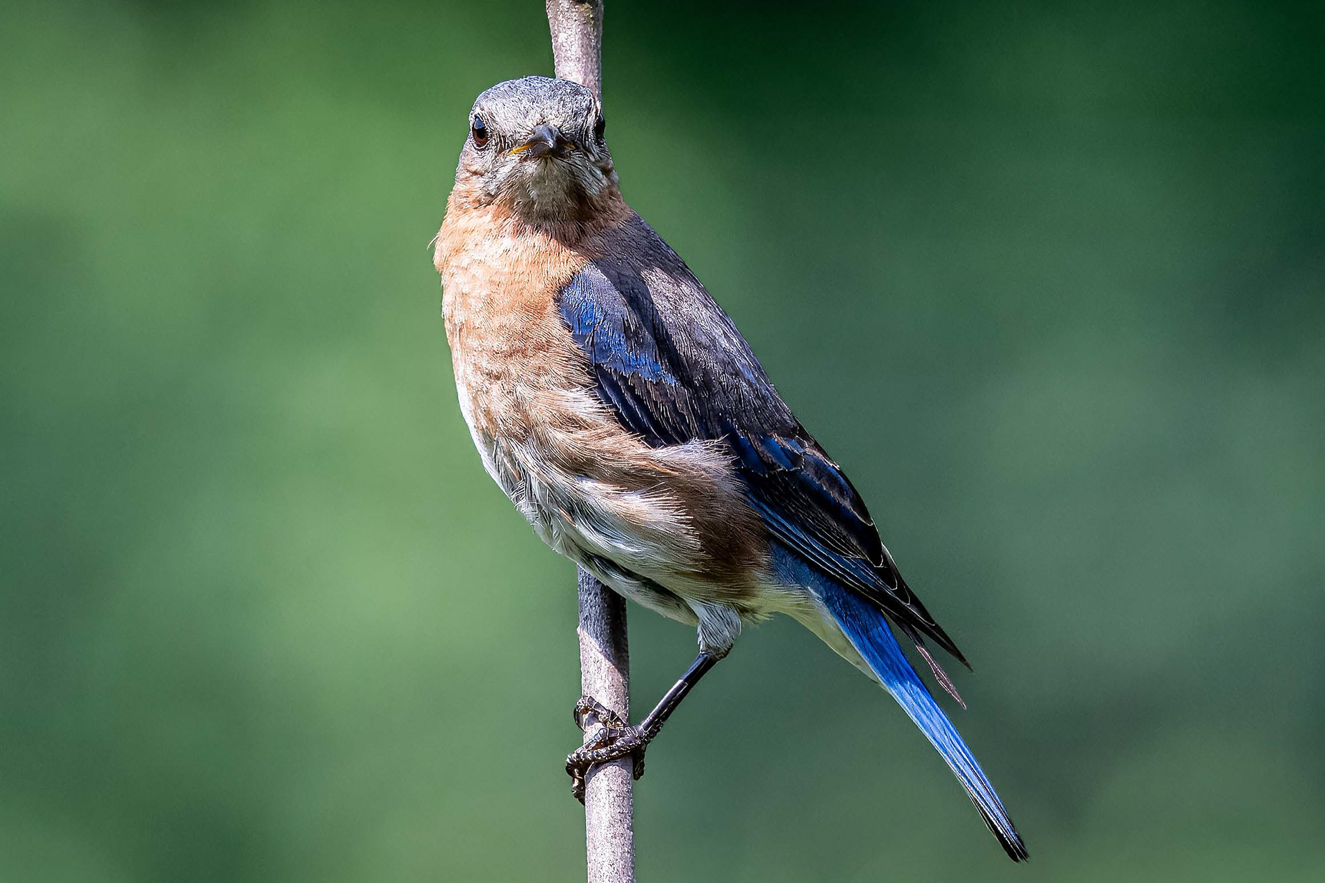 Eastern Bluebird
