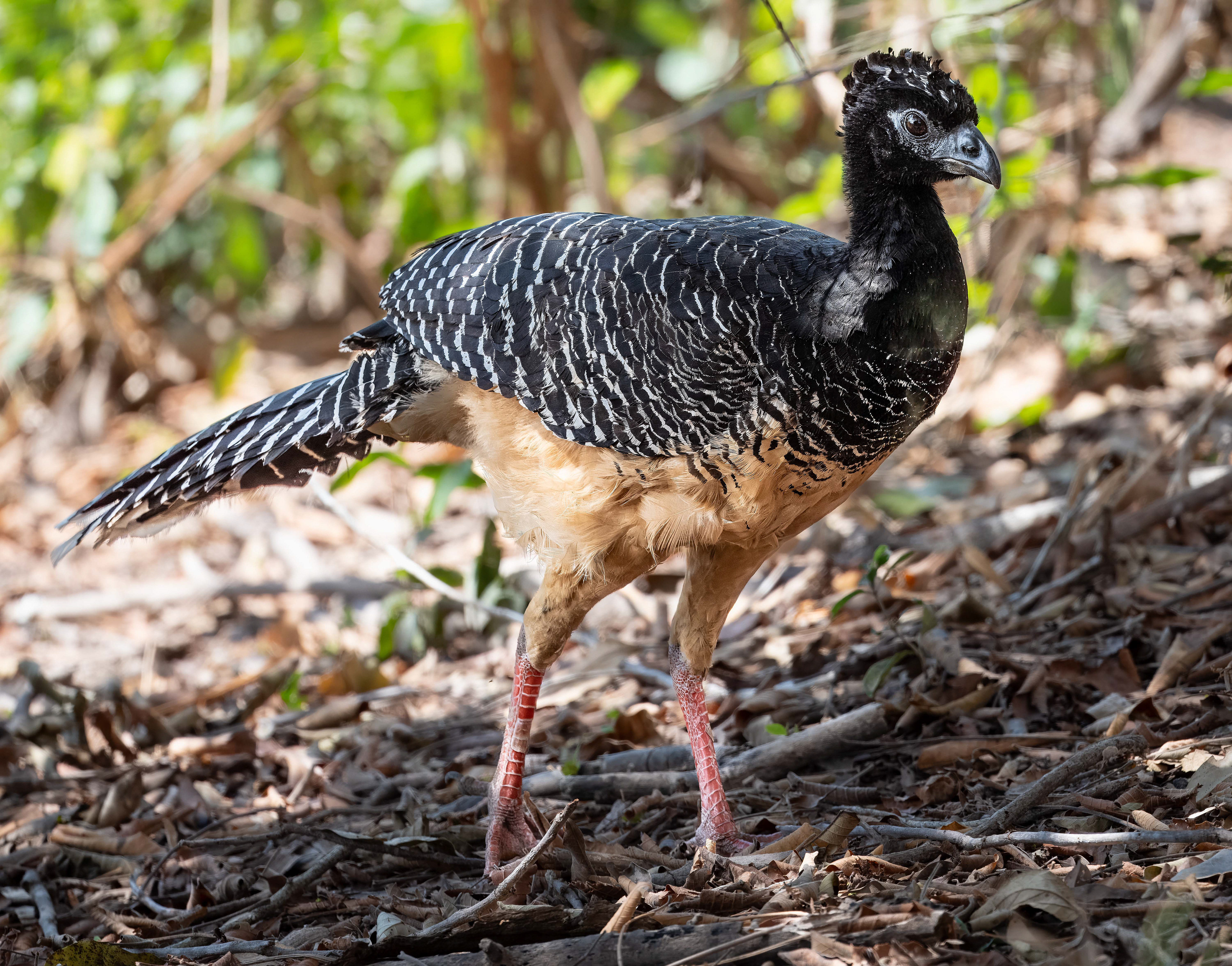 Bare-faced Curassow (female)