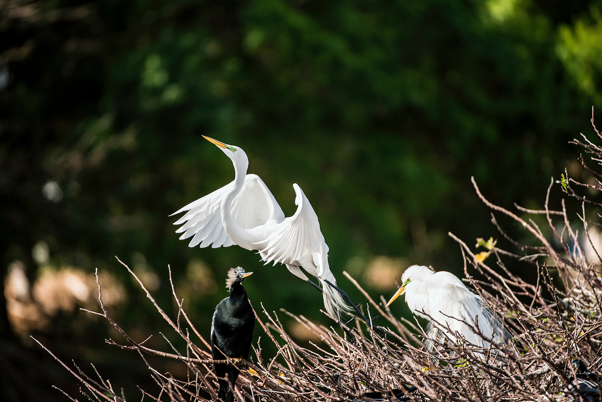 Great Egret