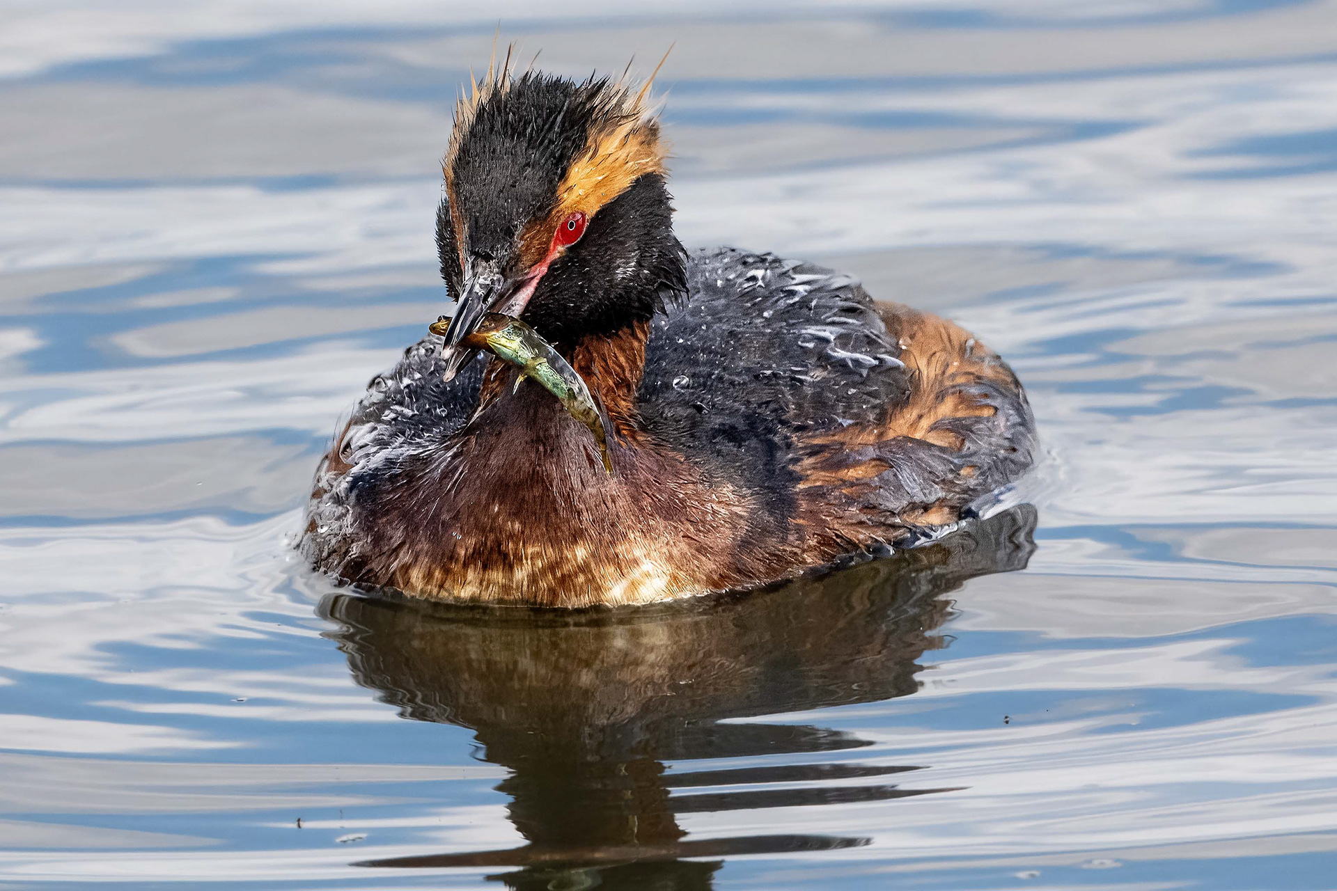 Horned Grebe