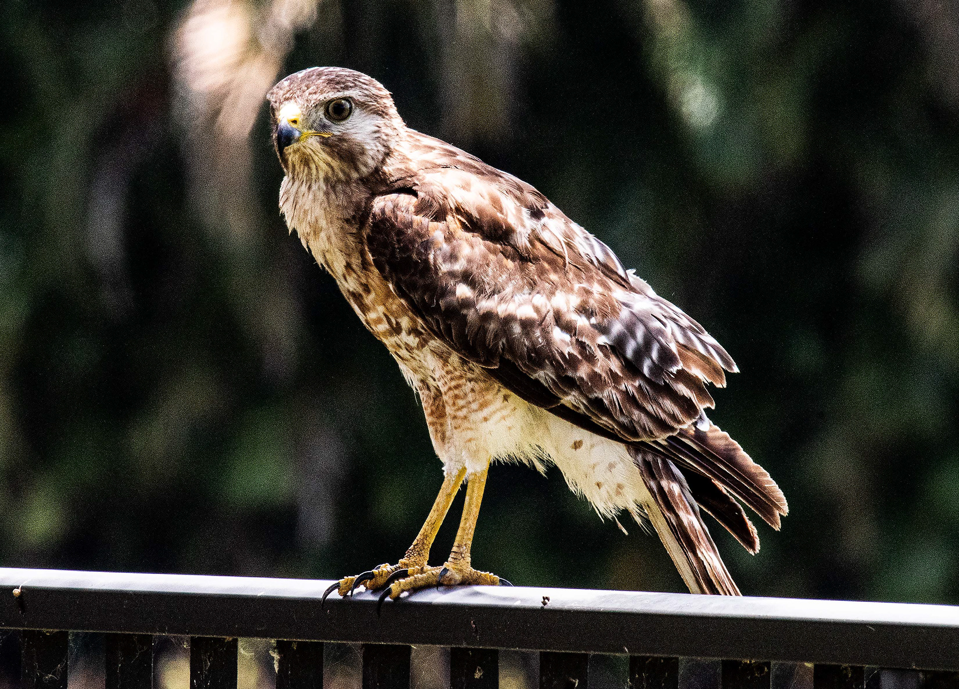 Red Shoulder Hawk