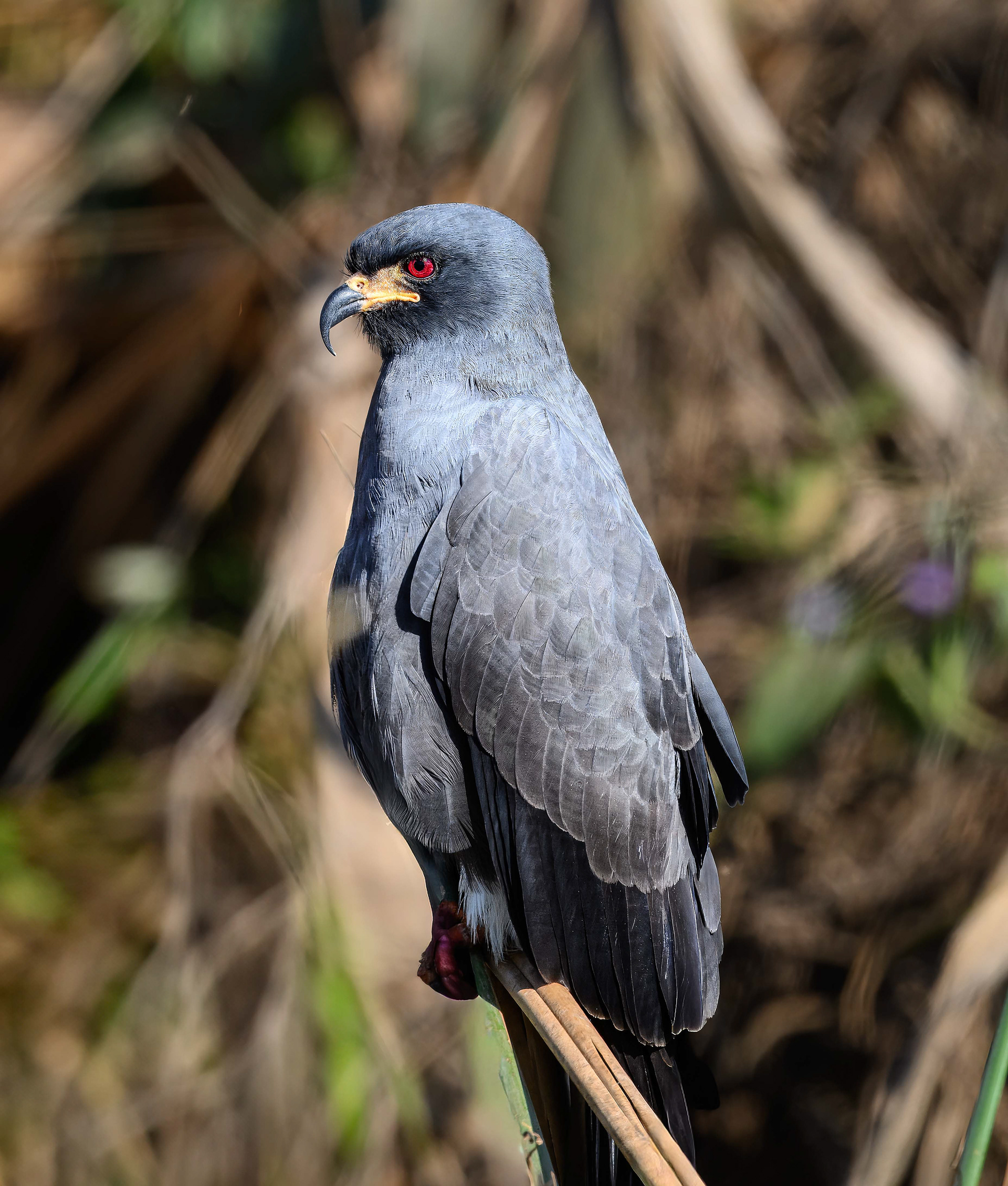 Snail Kite