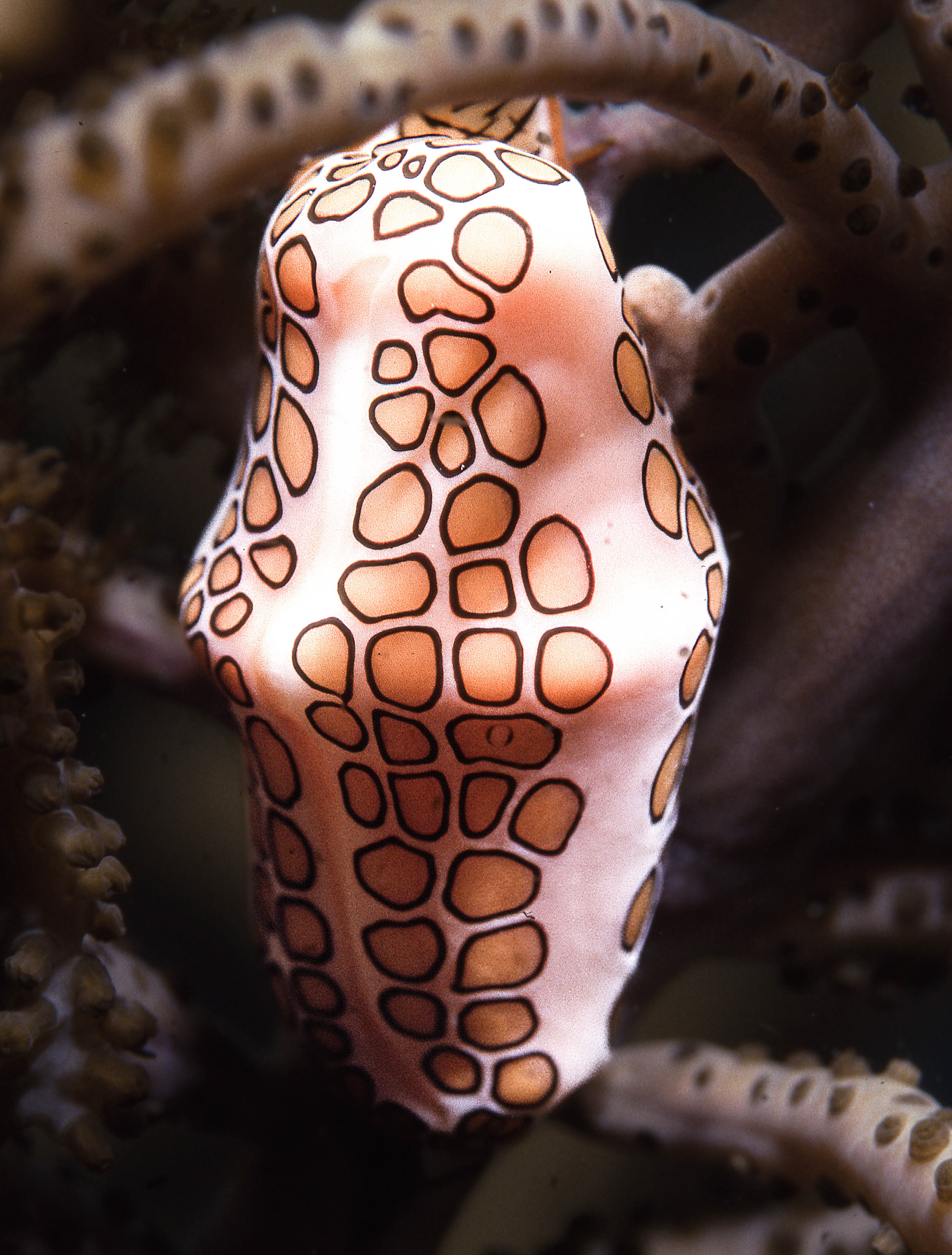 Flamingo Tongue Snail