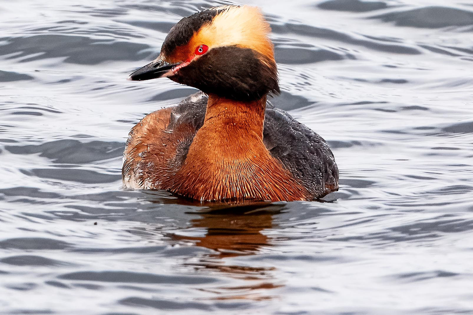 Horned Grebe