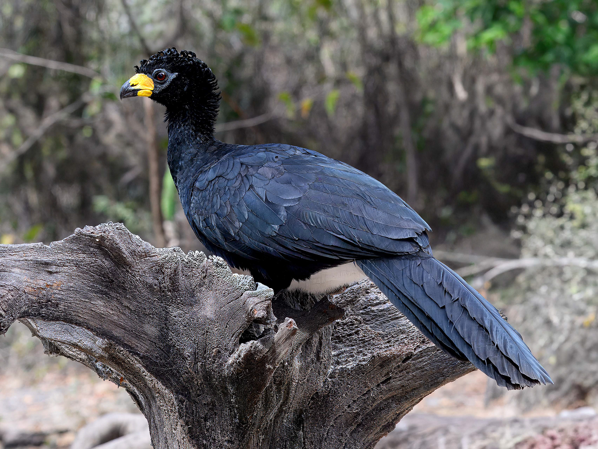 Bare-faced Curassow (male)