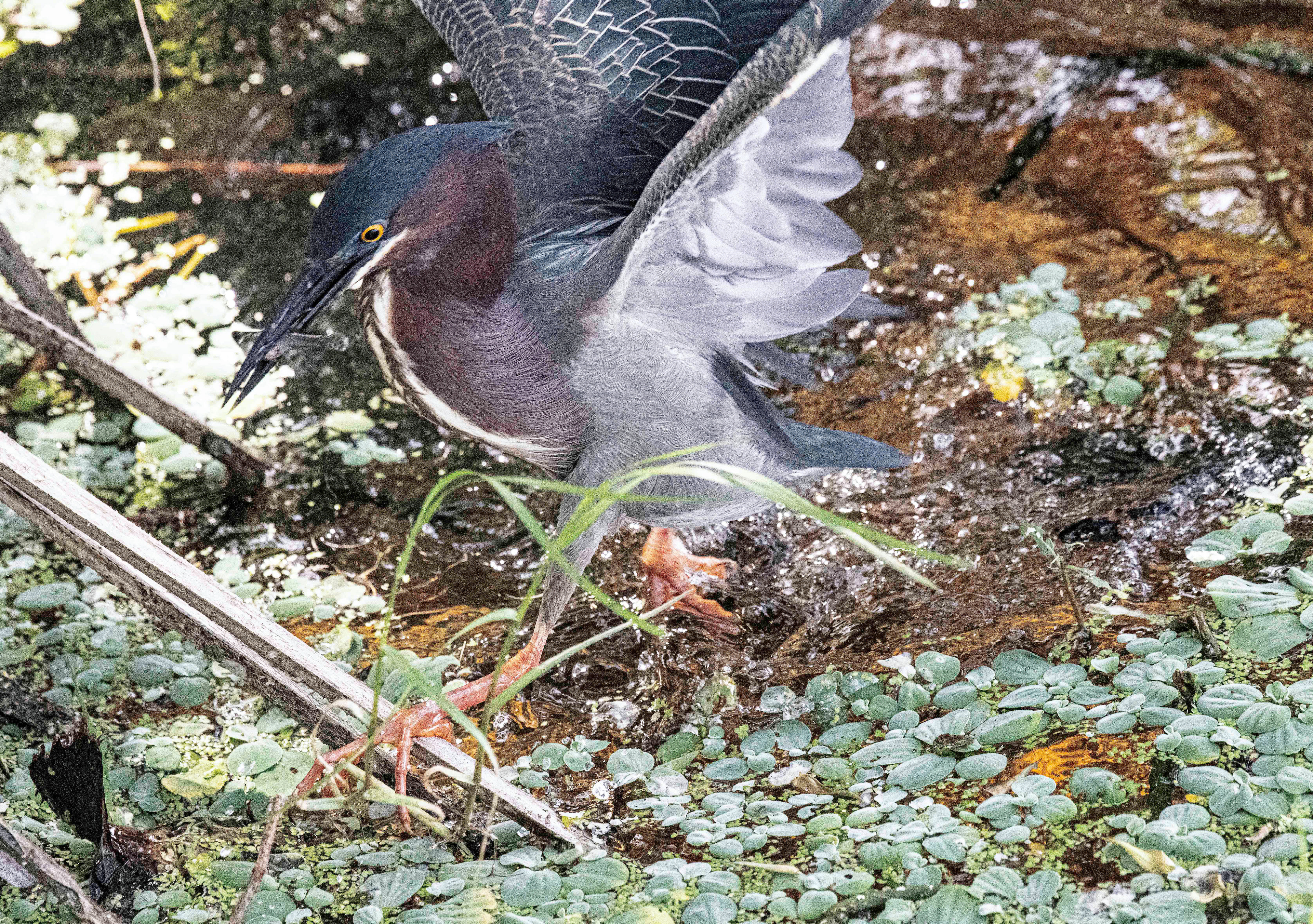Green Heron with Fish