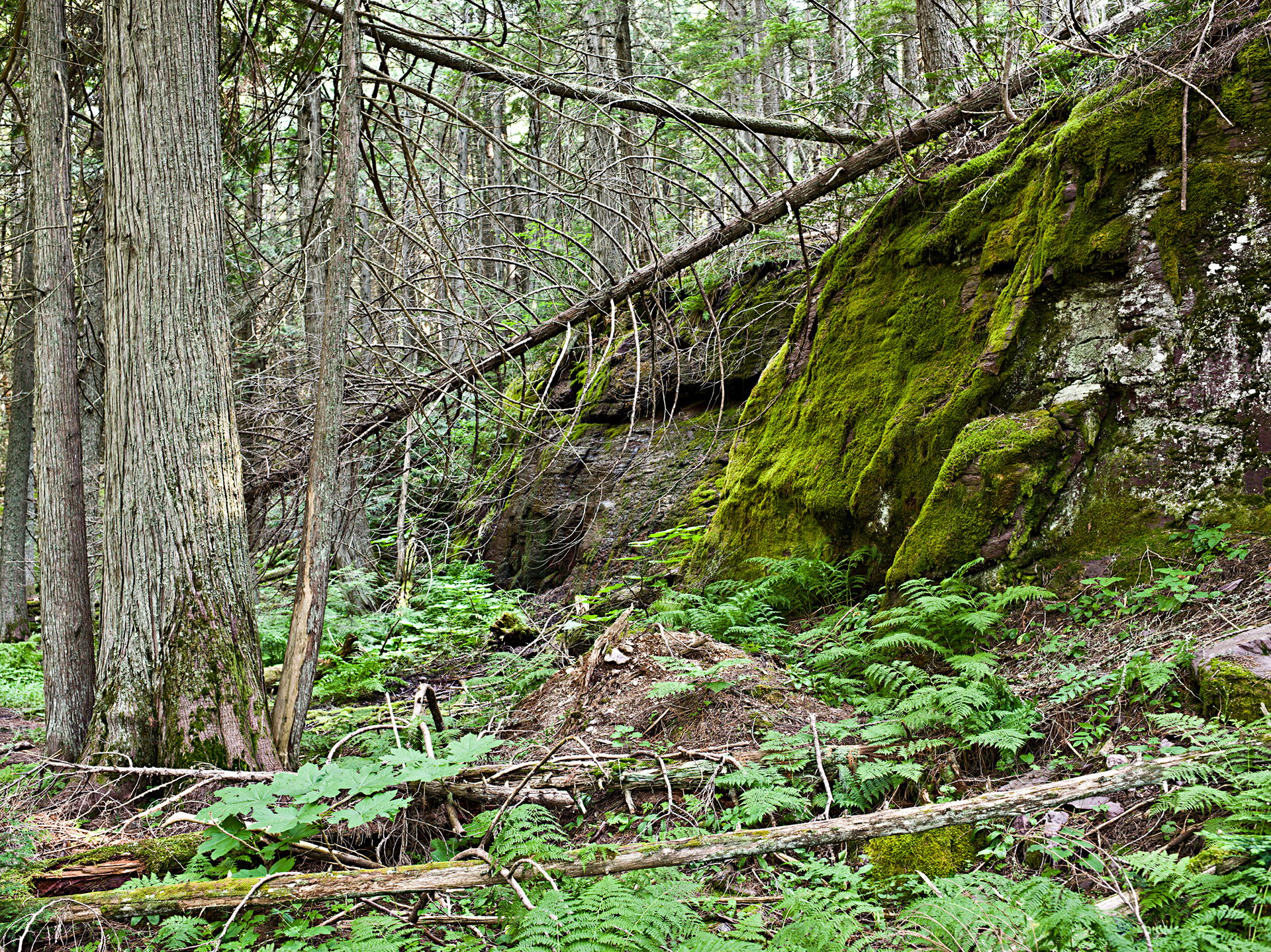 Cedar Forest