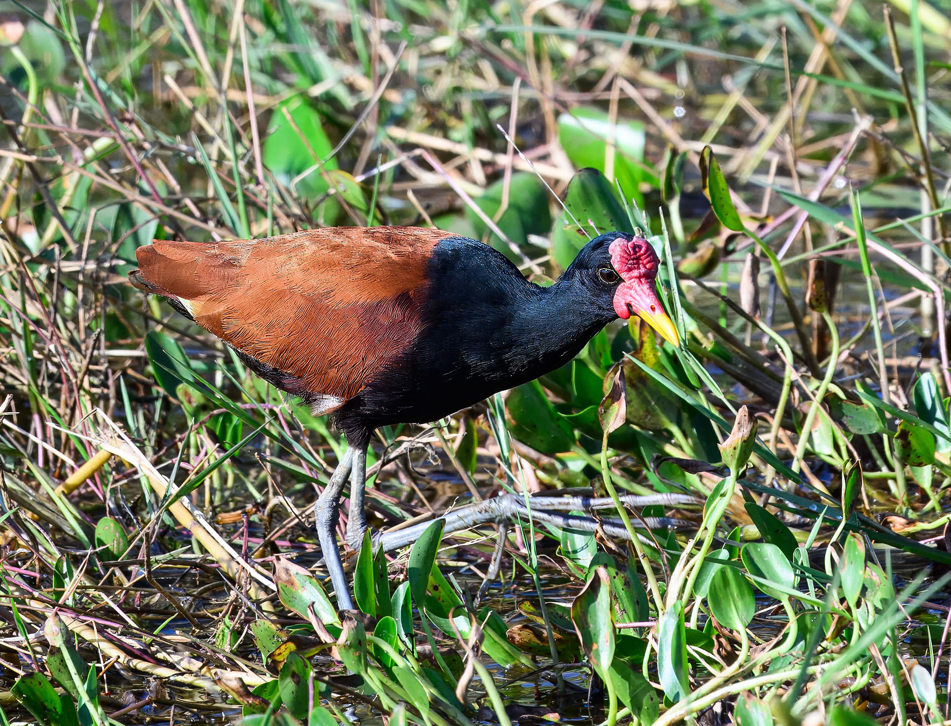 Wattled Jacana