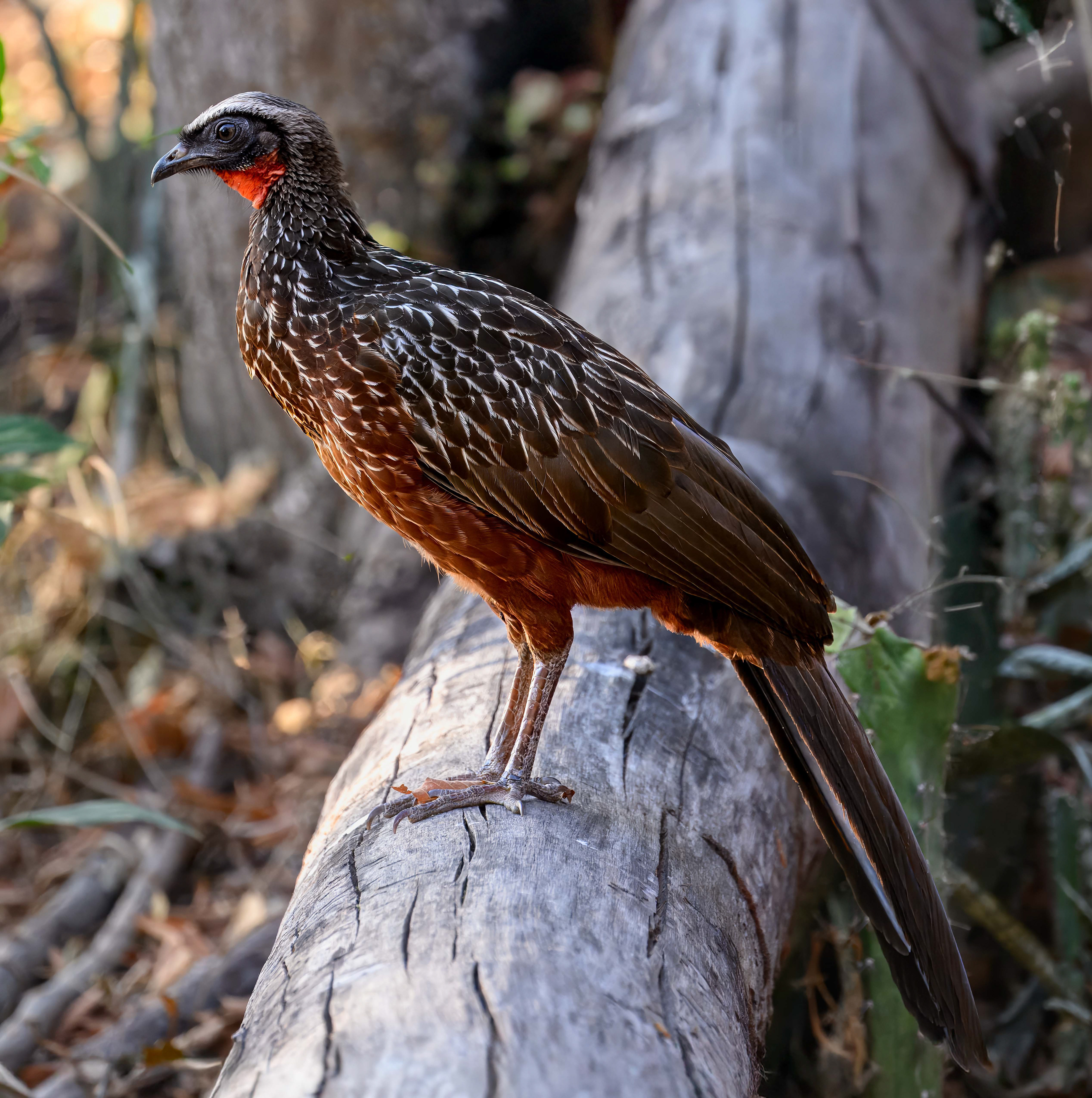 Chestnut-bellied Guan