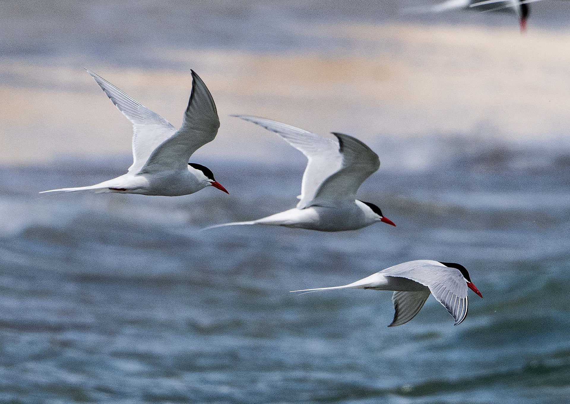 Antartic Tern