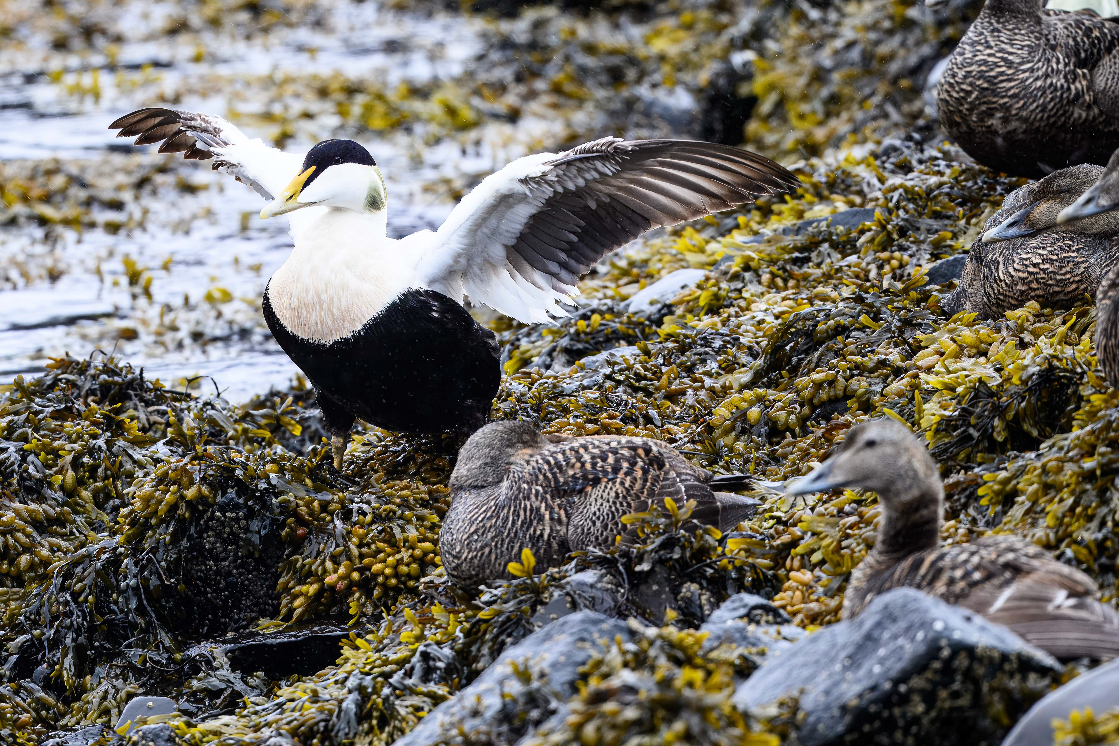 Common Eider