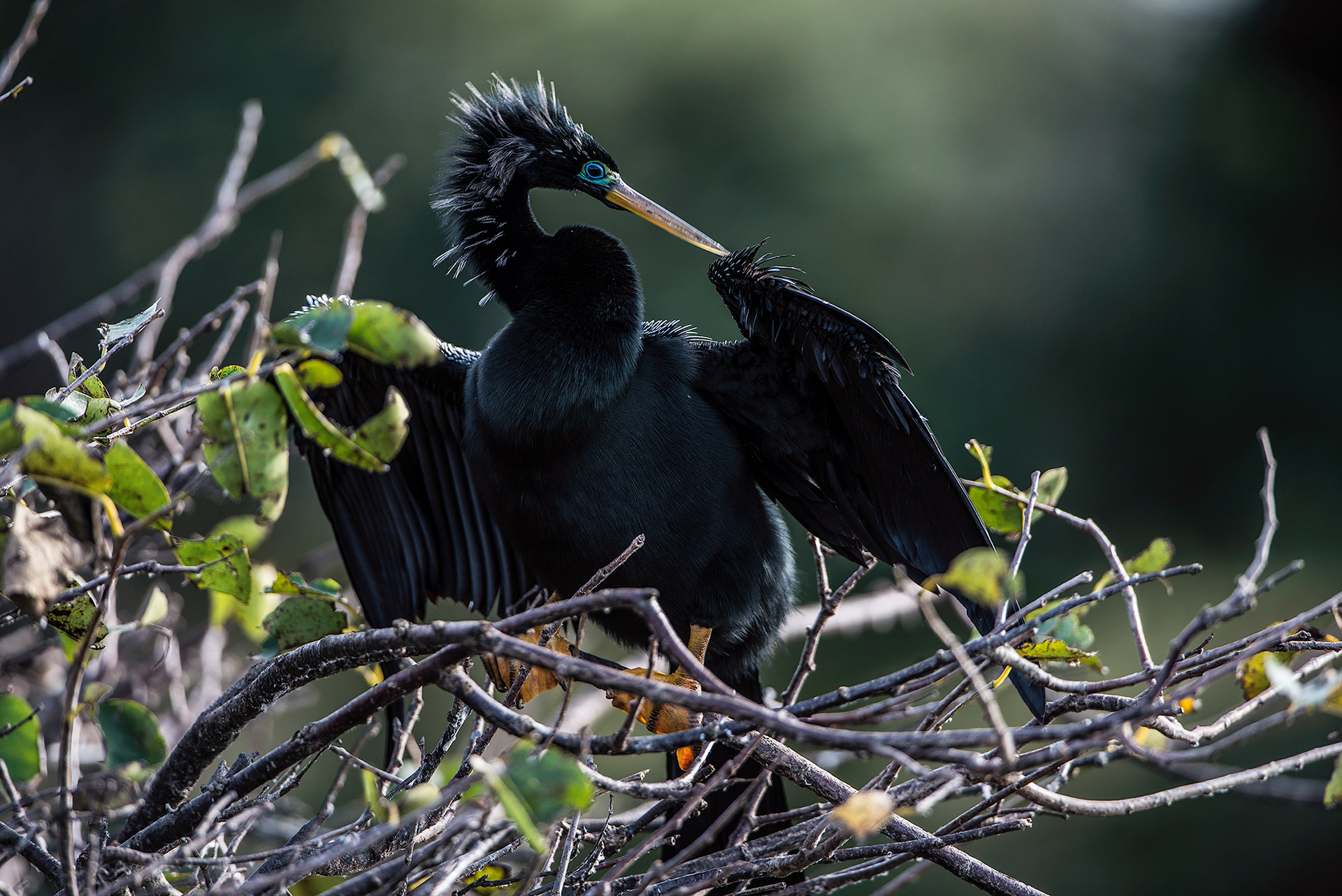 Anhinga