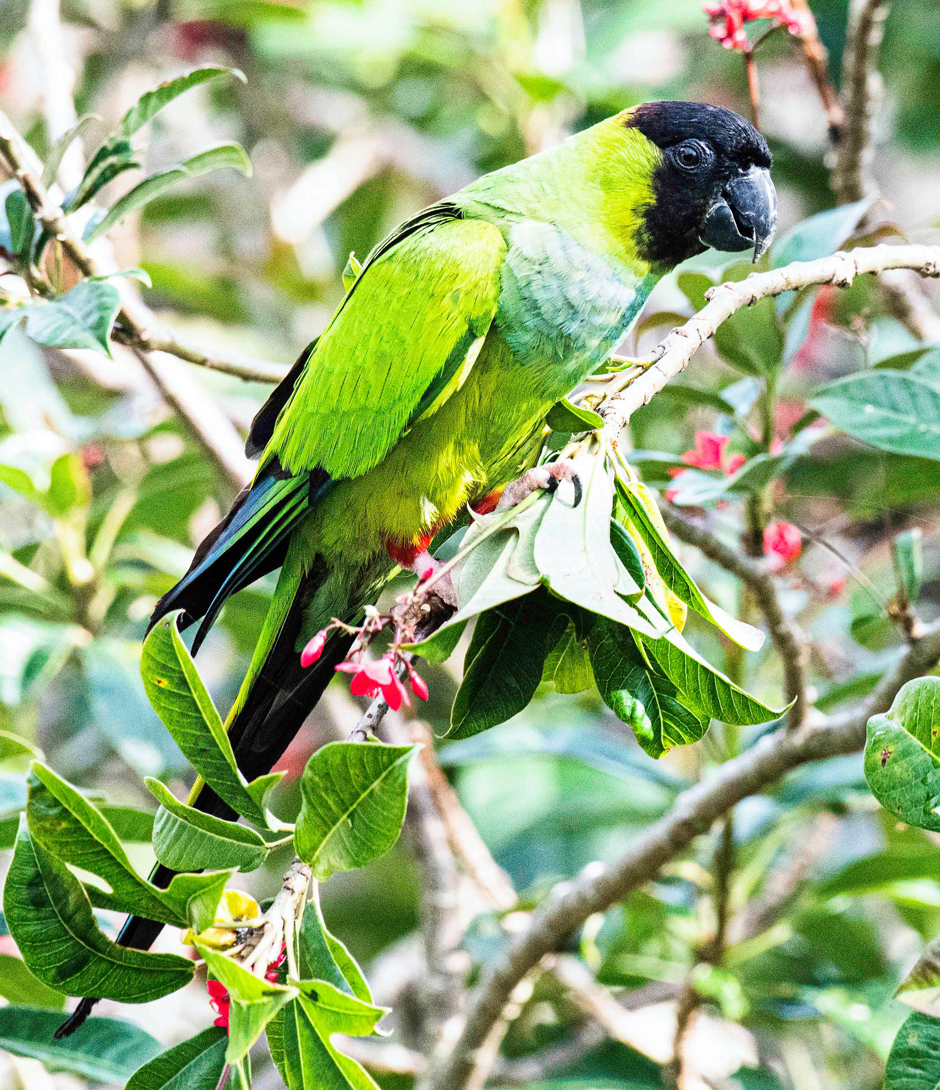 Nanday Parakeet