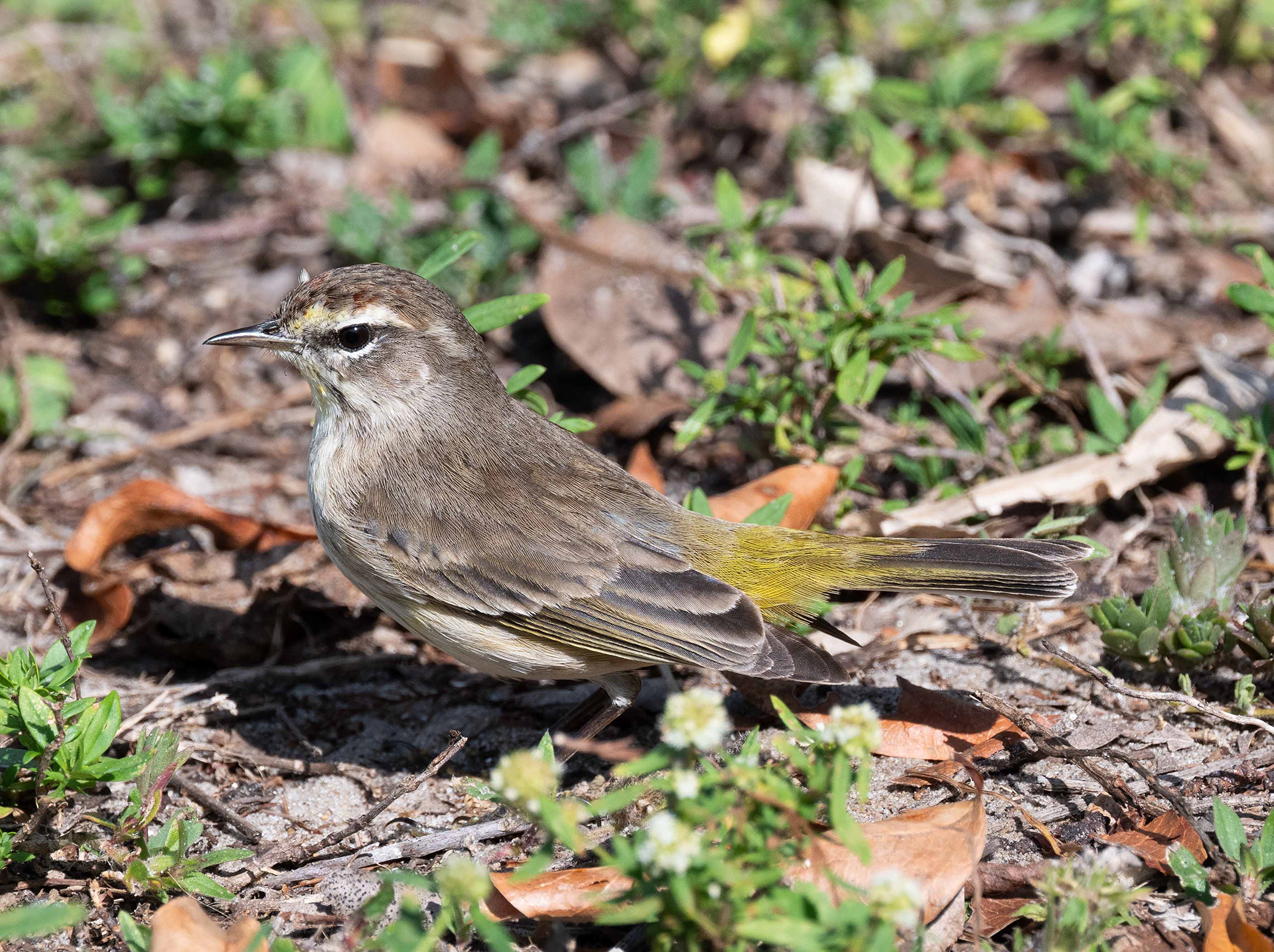 Palm Warbler