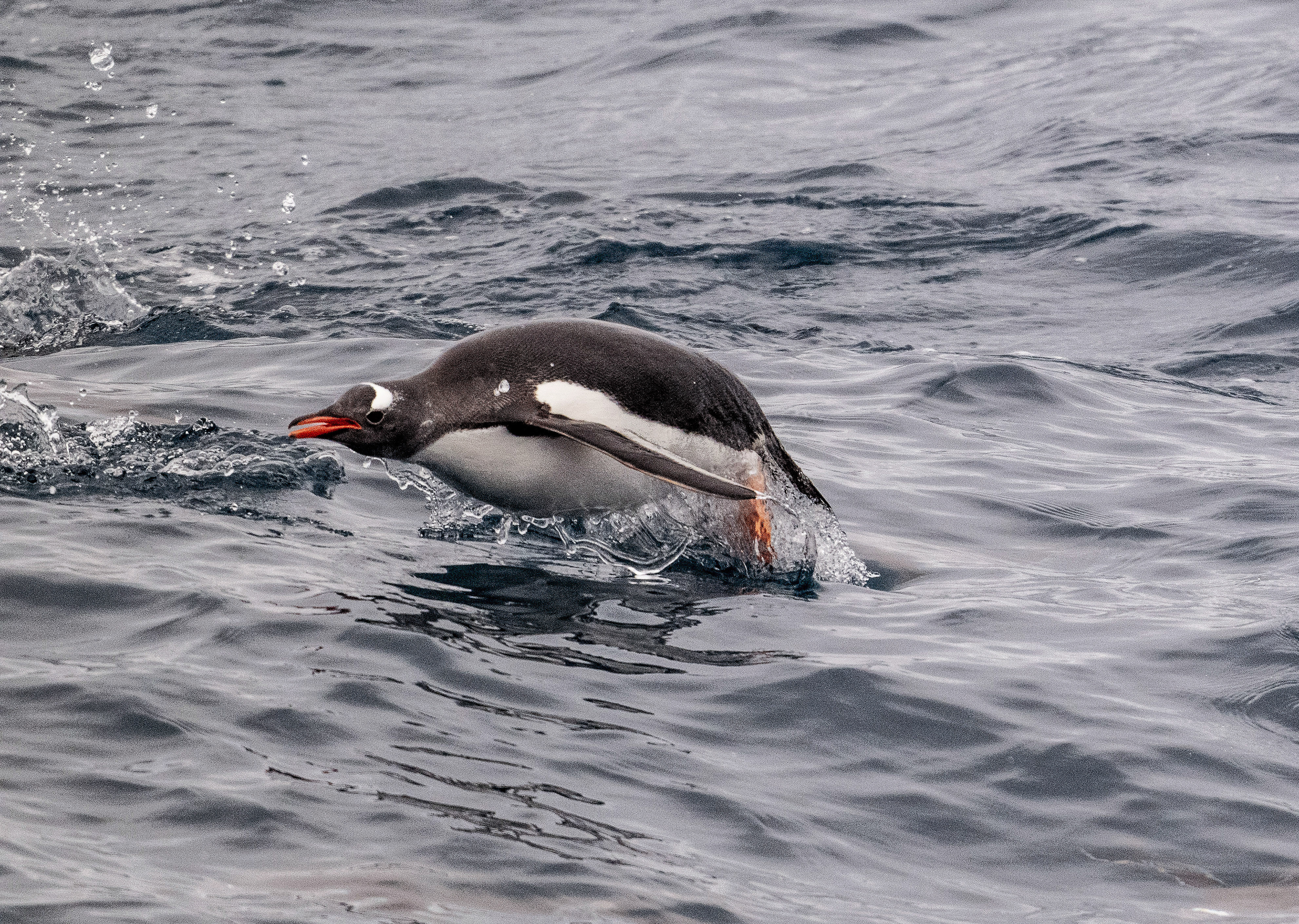 Gentoo Penguin