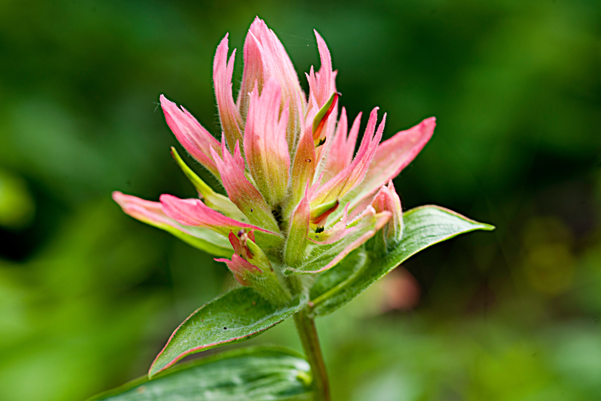 Alpine Paintbrush (Castilleja rhexifolia)