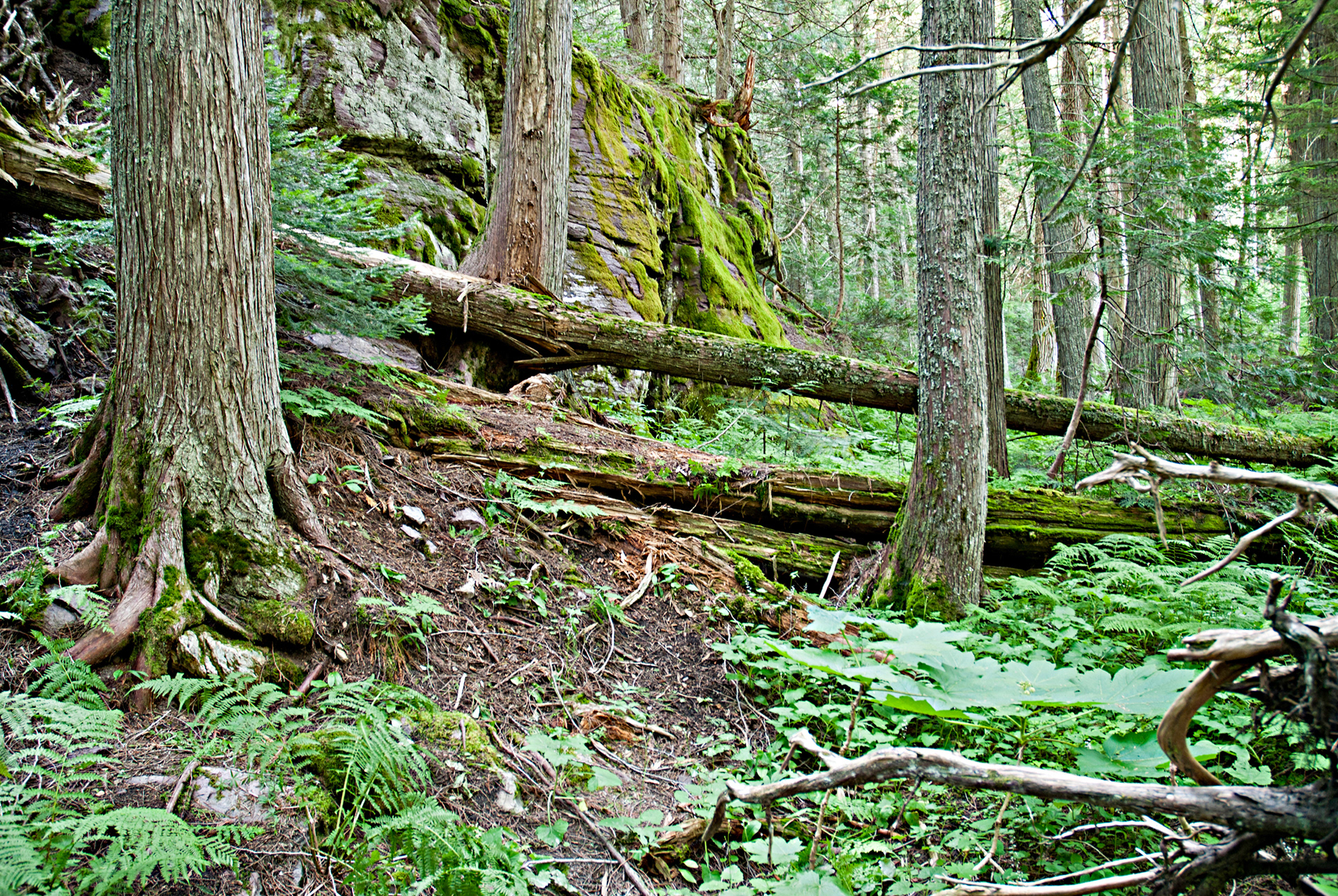 Cedar Forest