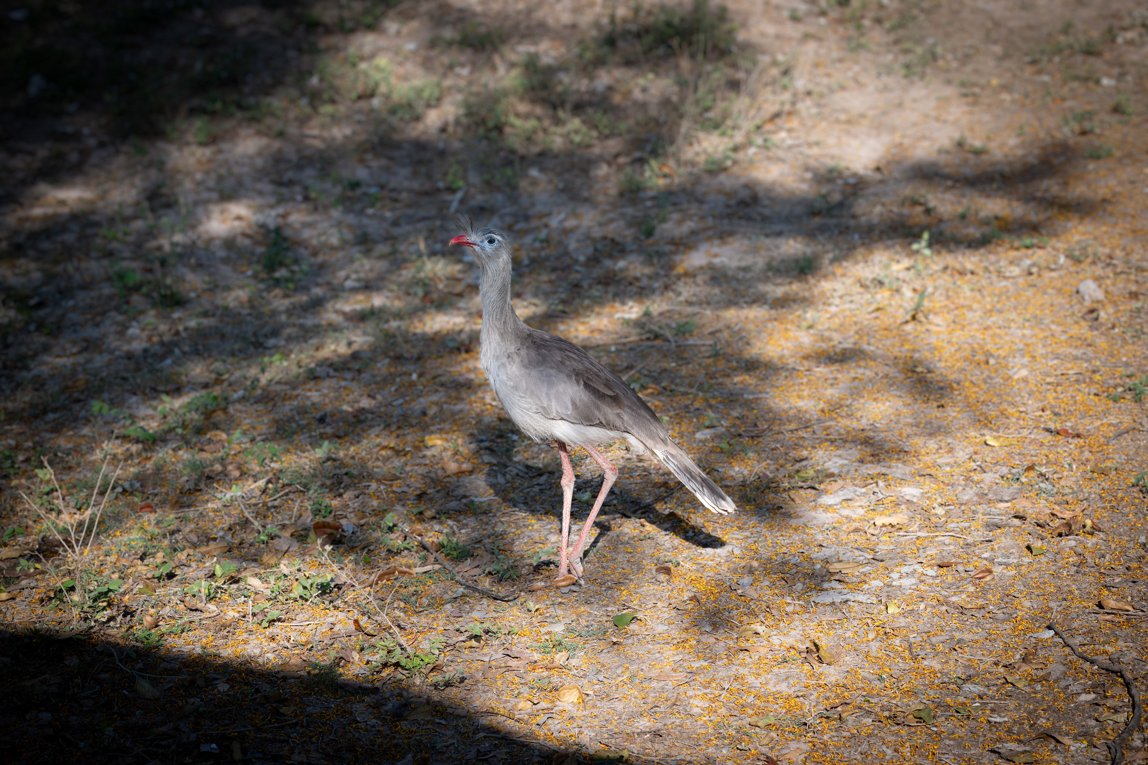 Red-legged Seriema