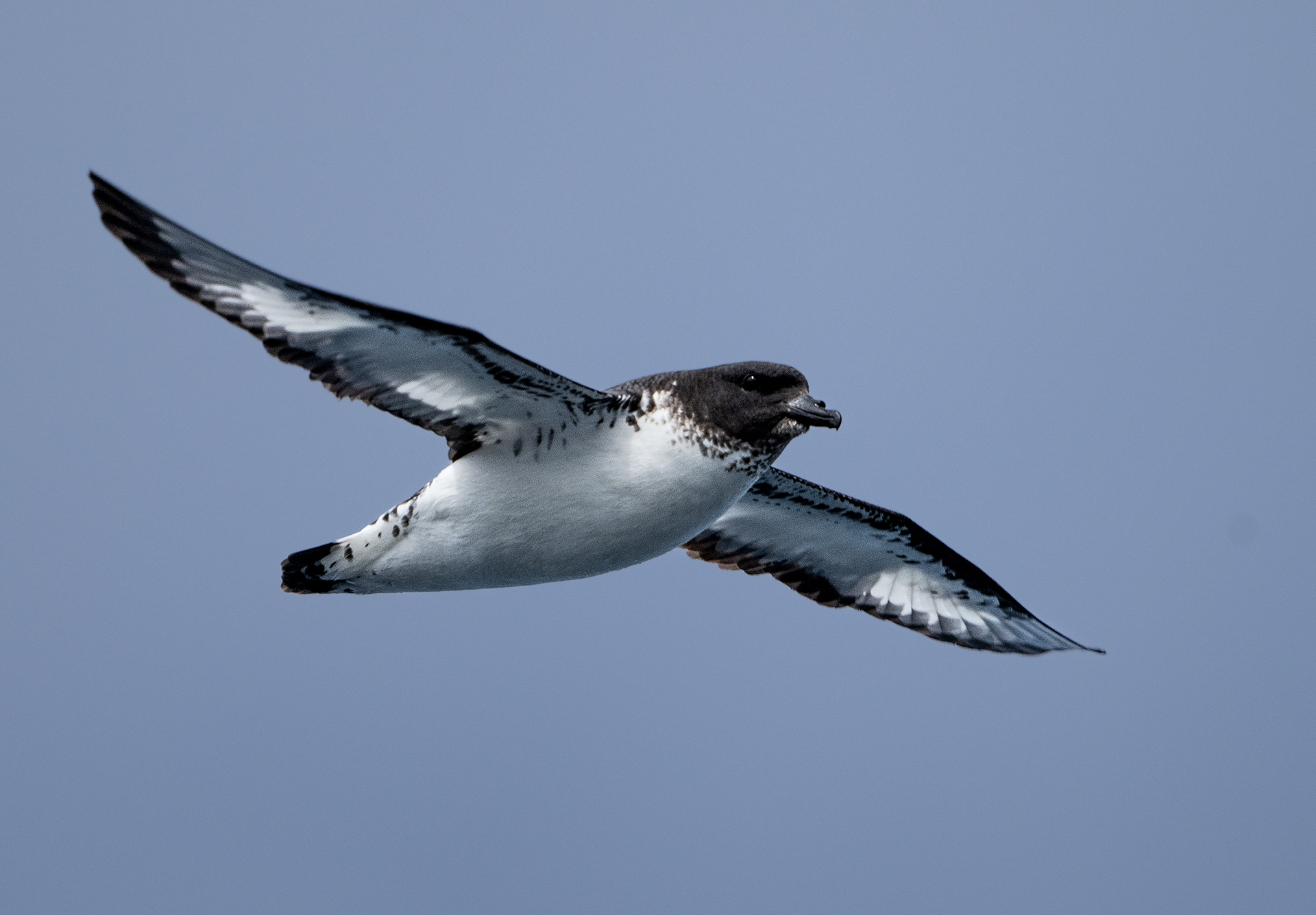 Cape Petrel